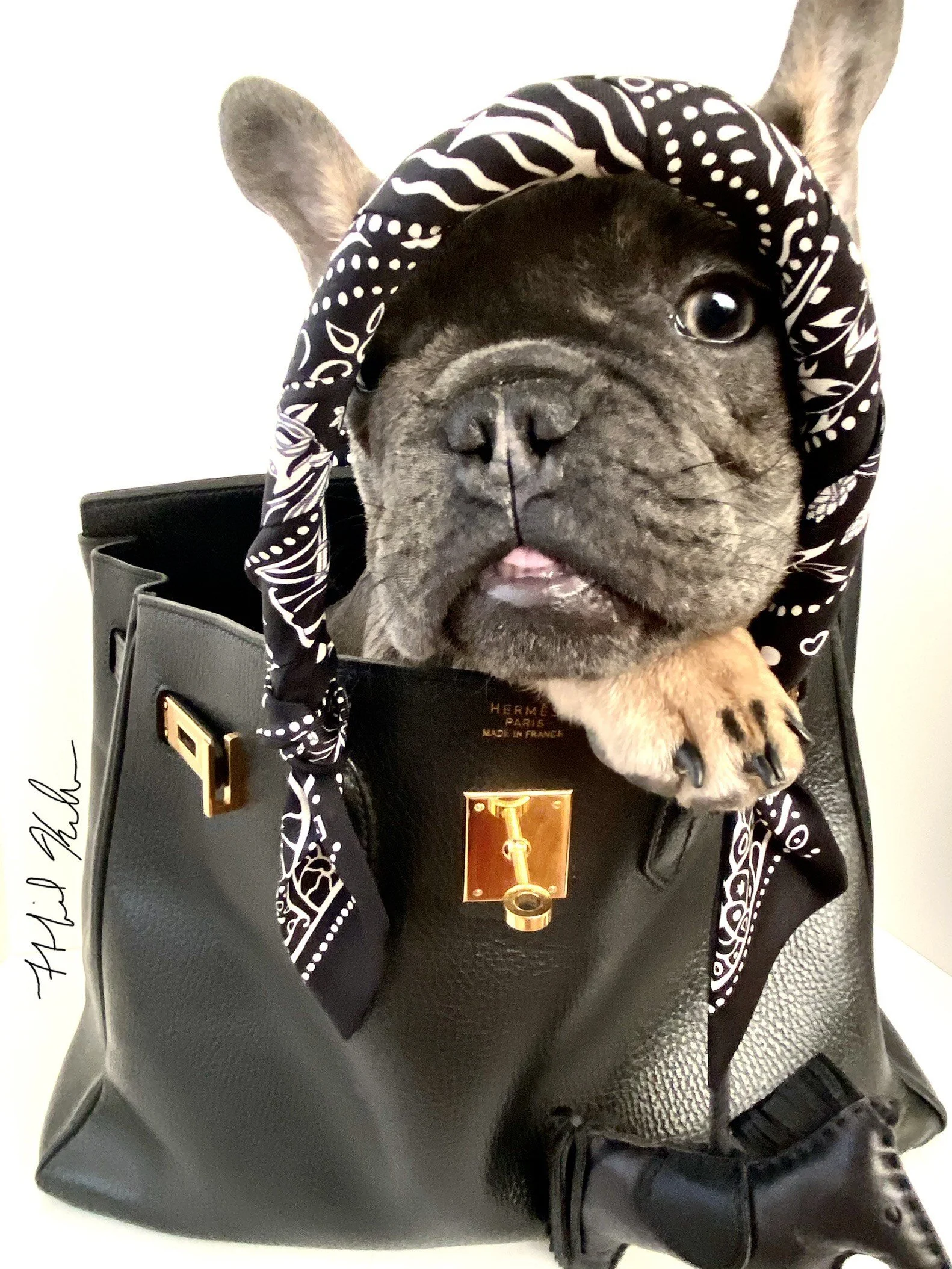 Frenchie Friday :: Gus, The French Bulldog, in a Hermes Birkin Photograph