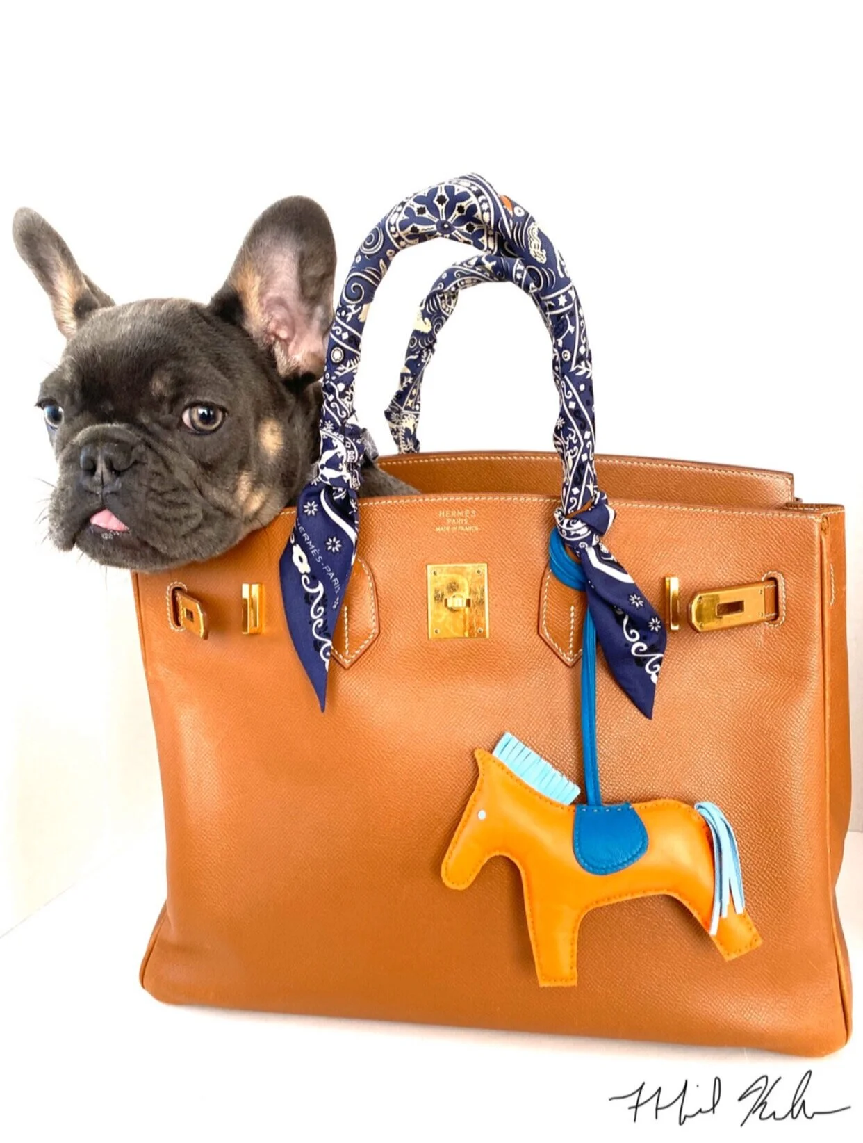 Frenchie Friday :: Gus, The French Bulldog, in Hermes Birkin Bag Artwork