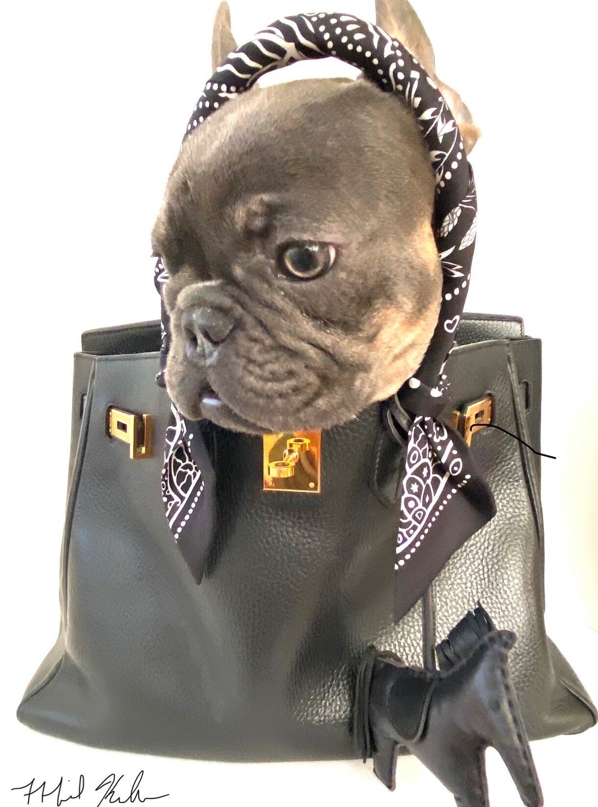 Gus-French-Bulldog-Frenchie-in-Hermes-Birkin-Bag-35cm-Art-Photo-MichaelKuluva-12.jpeg