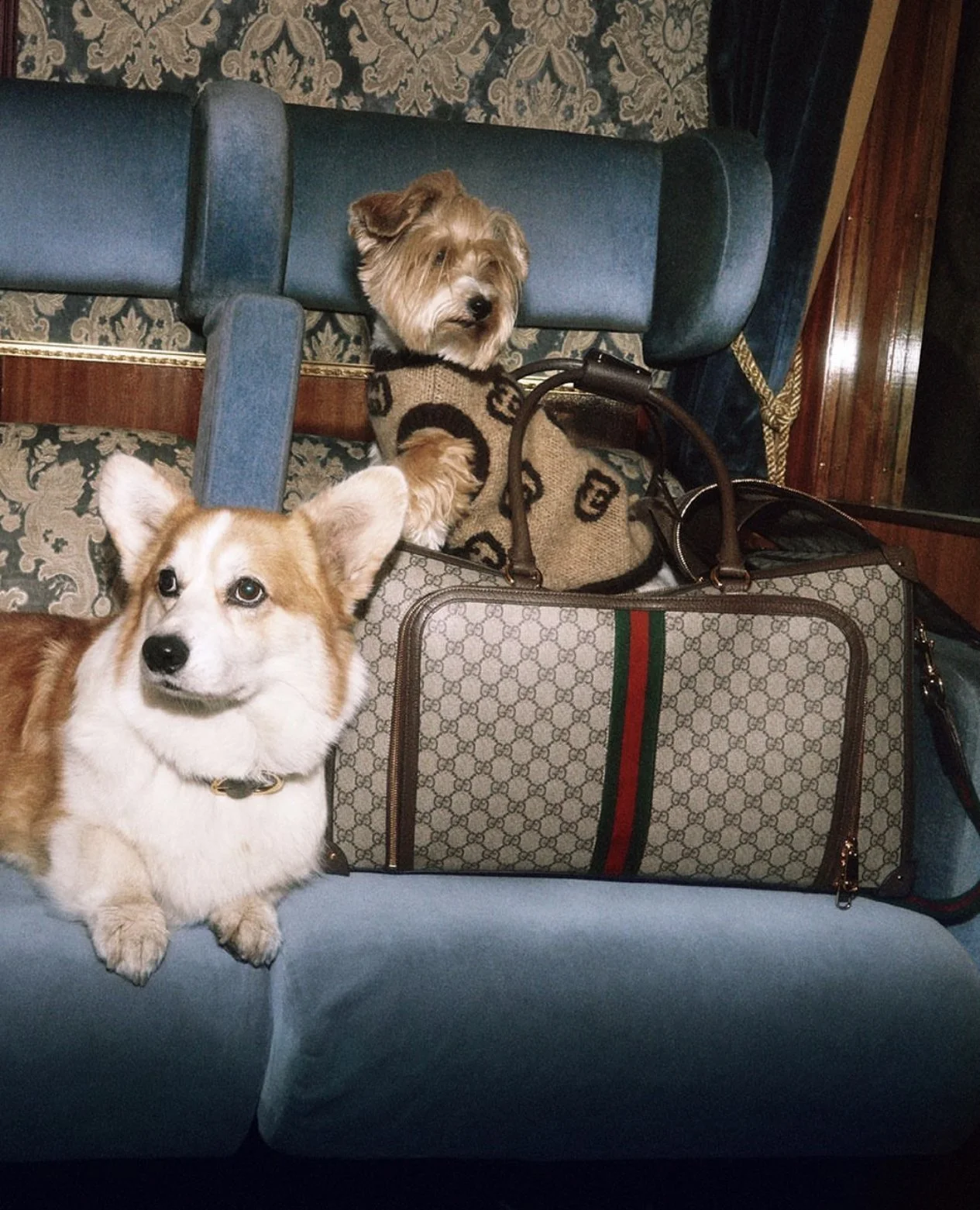 New Gucci Pet Collection 2023