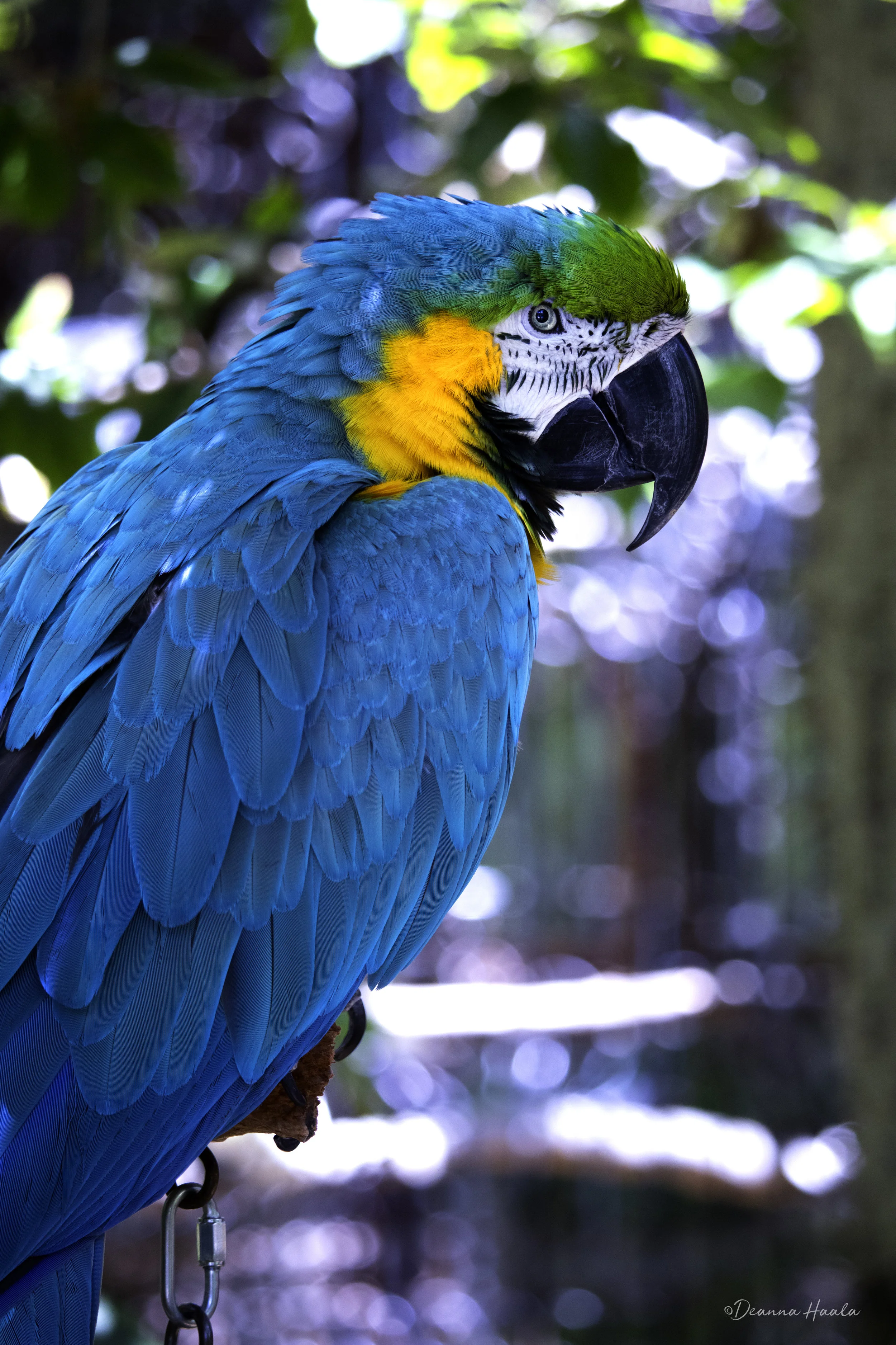 Bird6.jpg