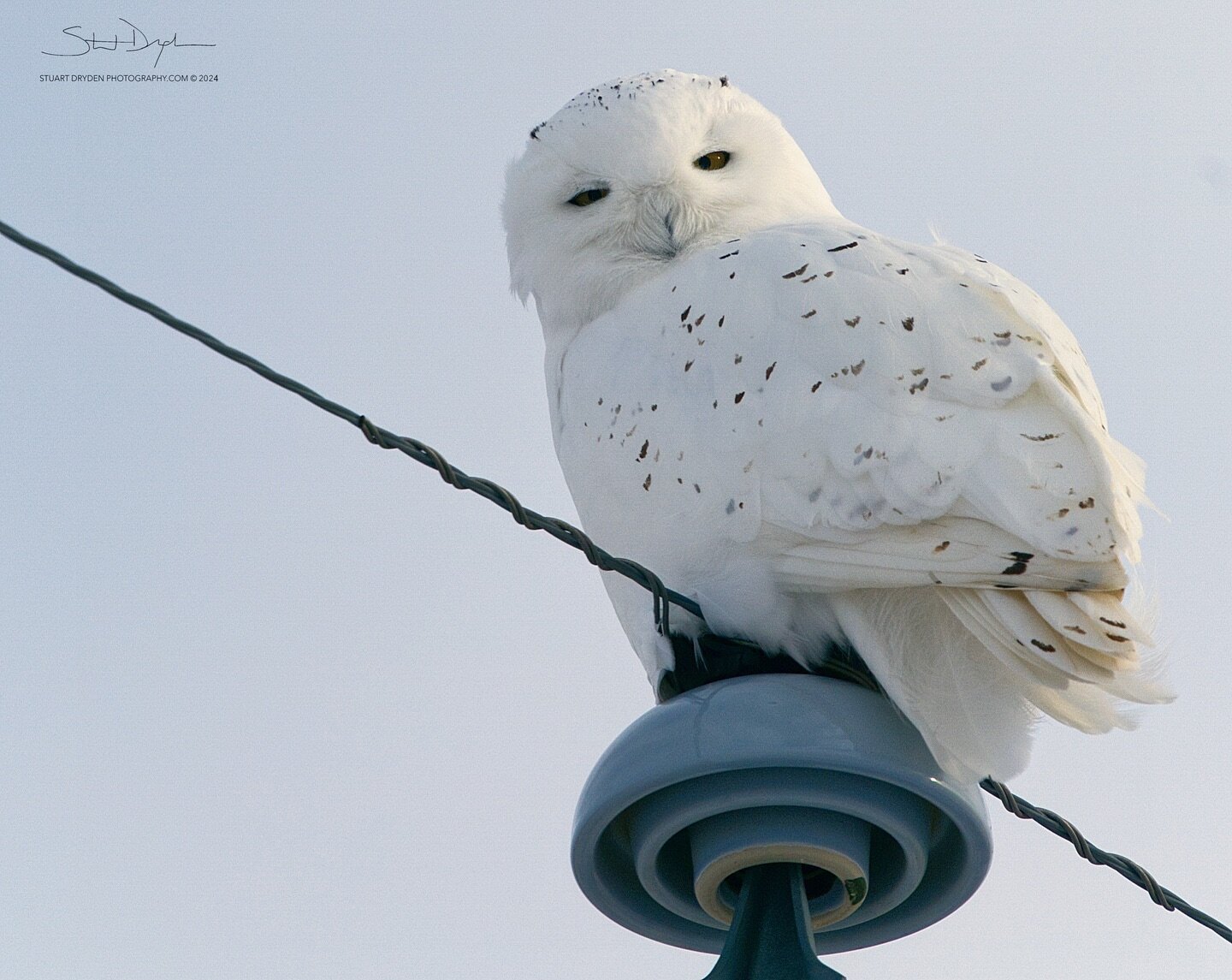 Sleepy Snowy