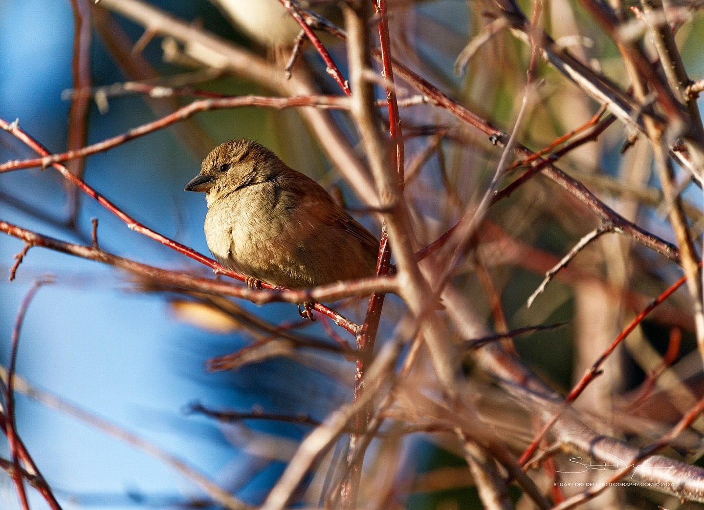 Little Bird
