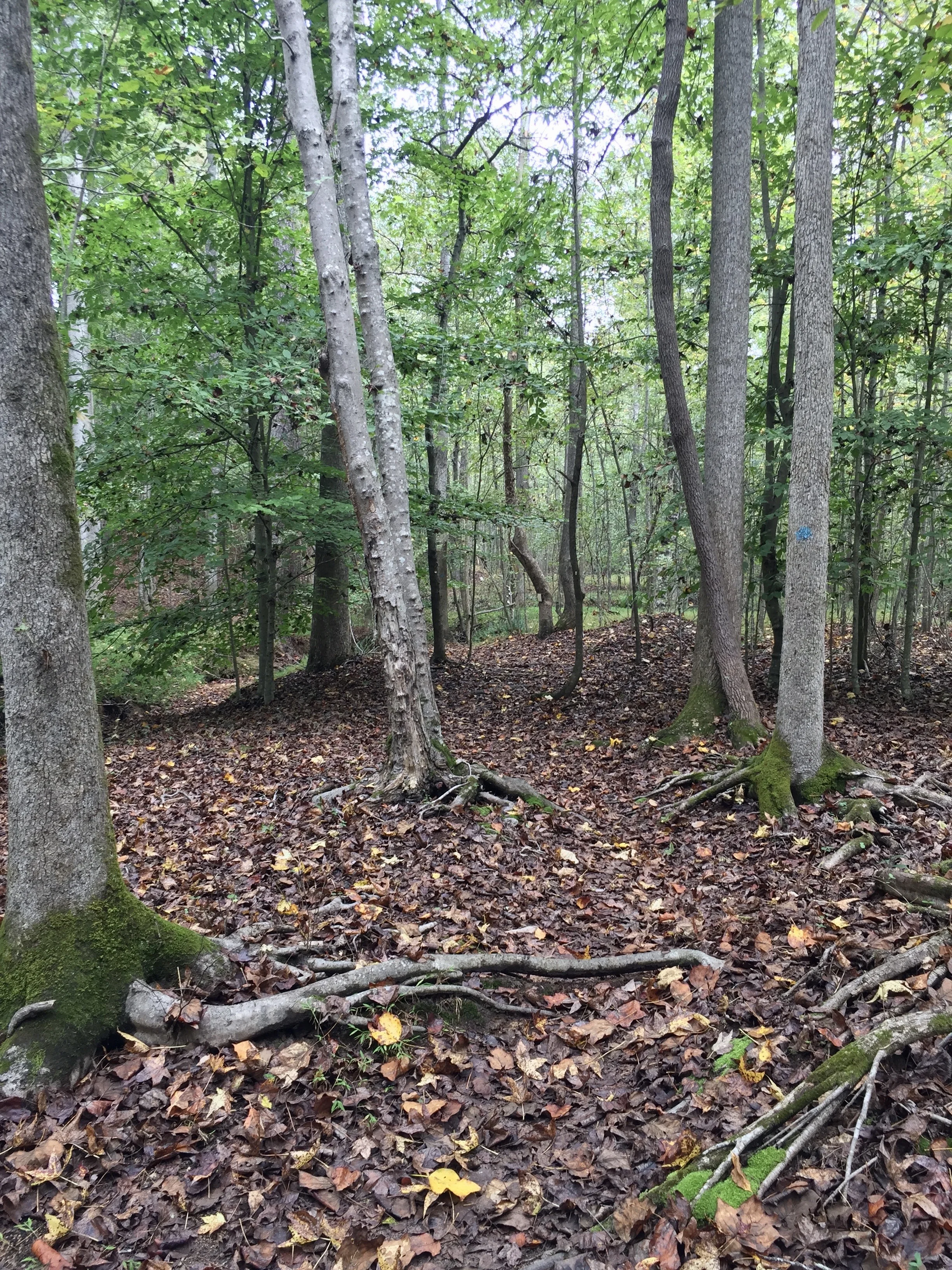 tree roots.jpg