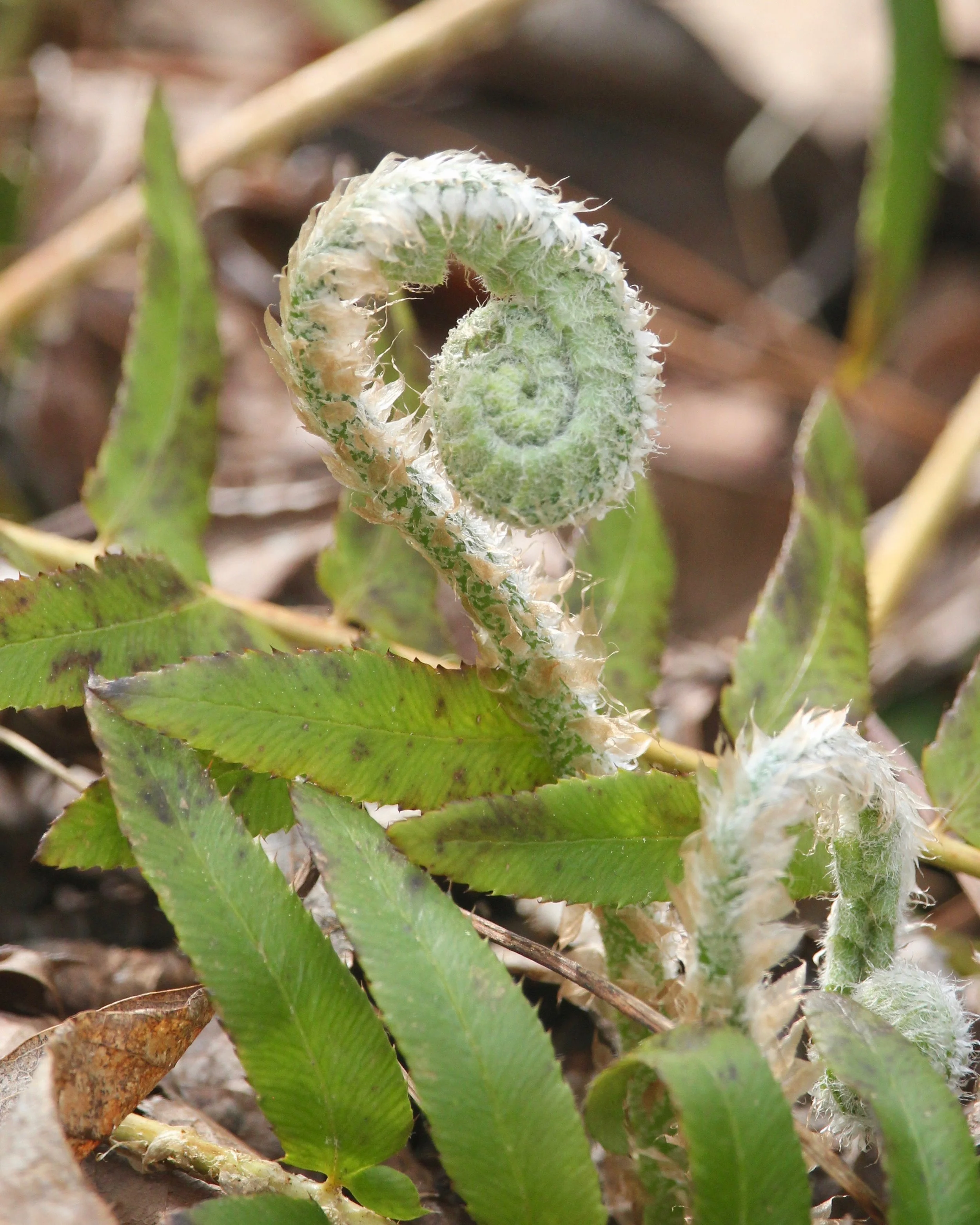 unfurlingfern.jpg