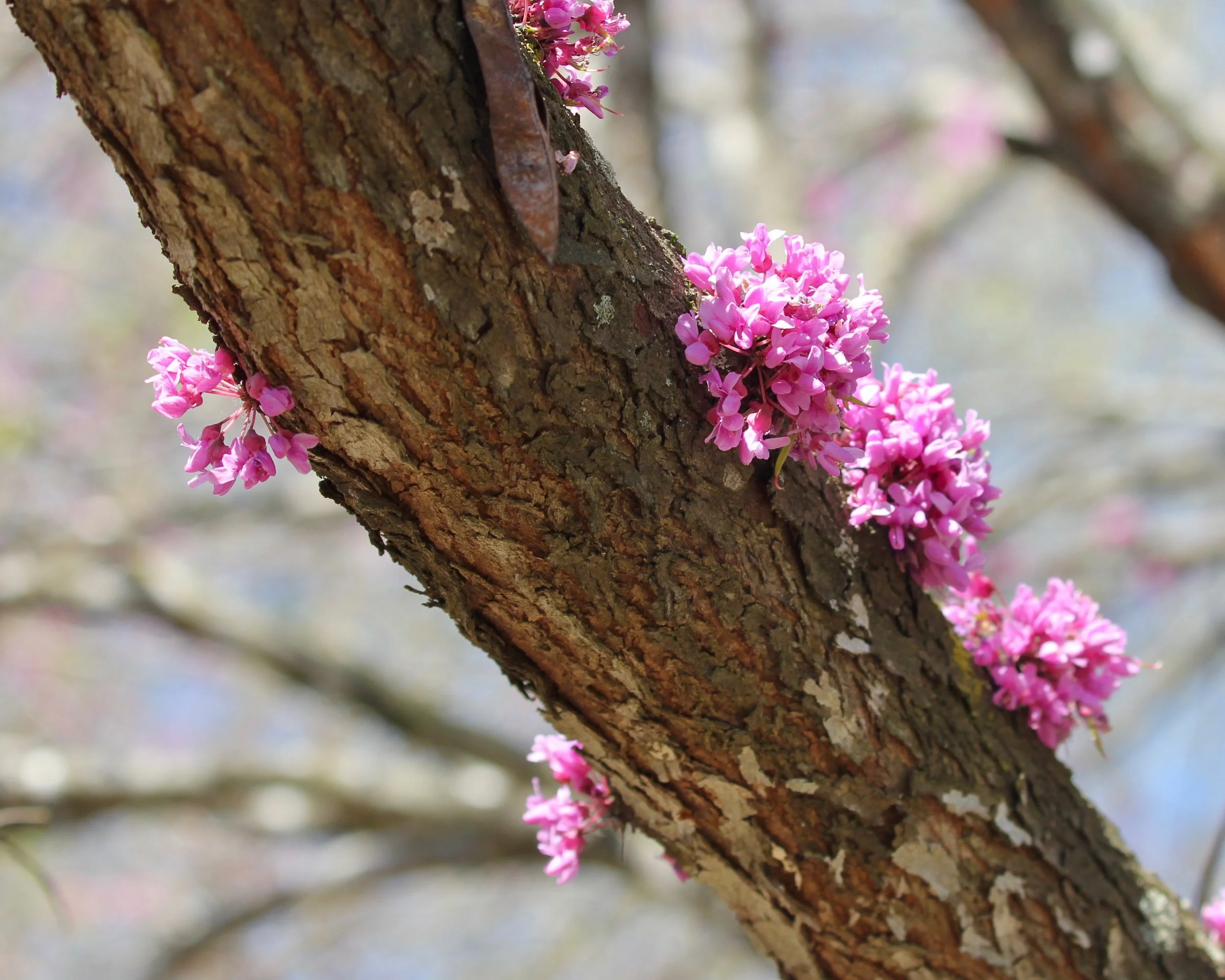 redbudtree.jpg