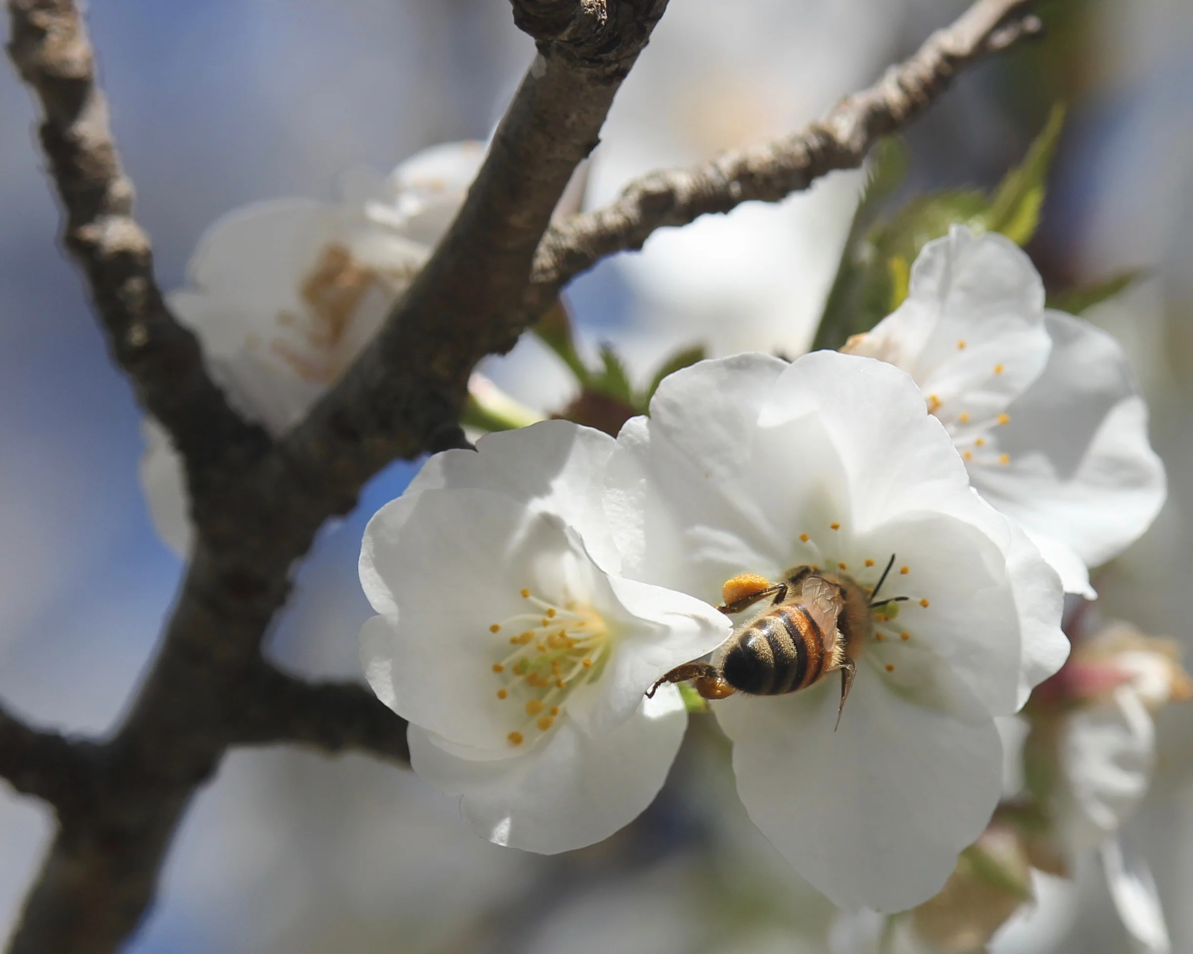 honeybeetree.jpg