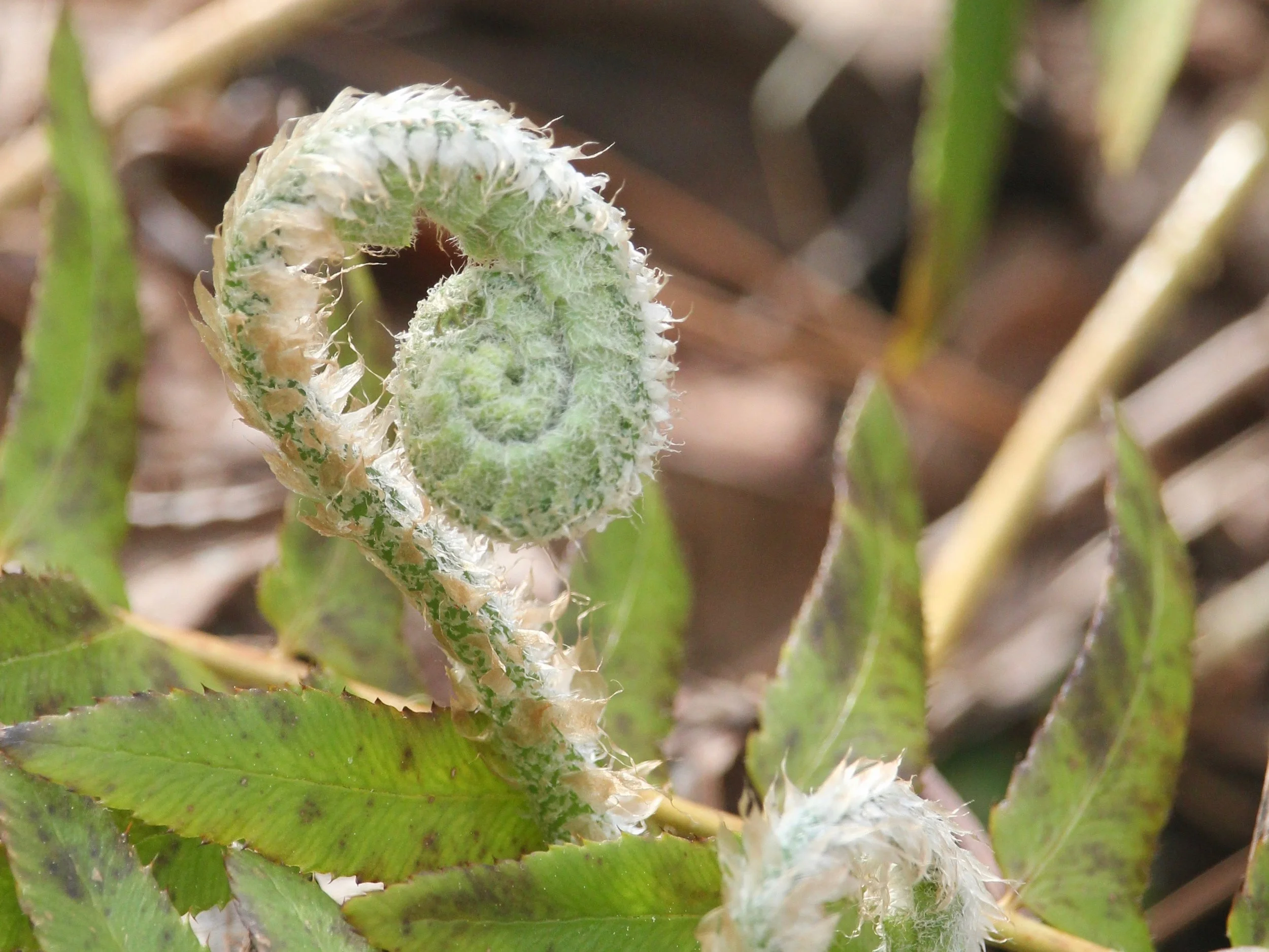 spiralfern.jpg