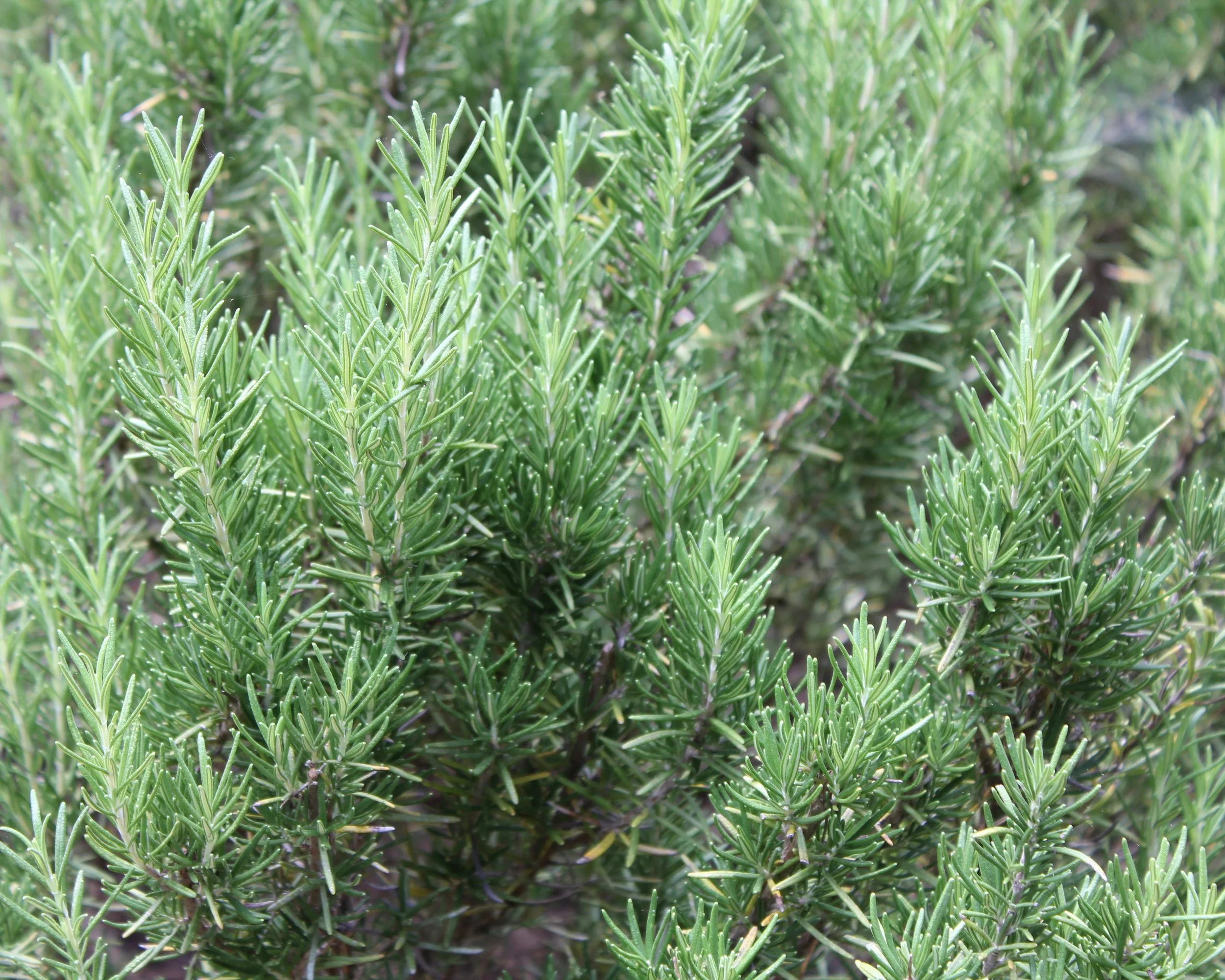 Rosemary, Rosmarinus officinalis , growing strong!