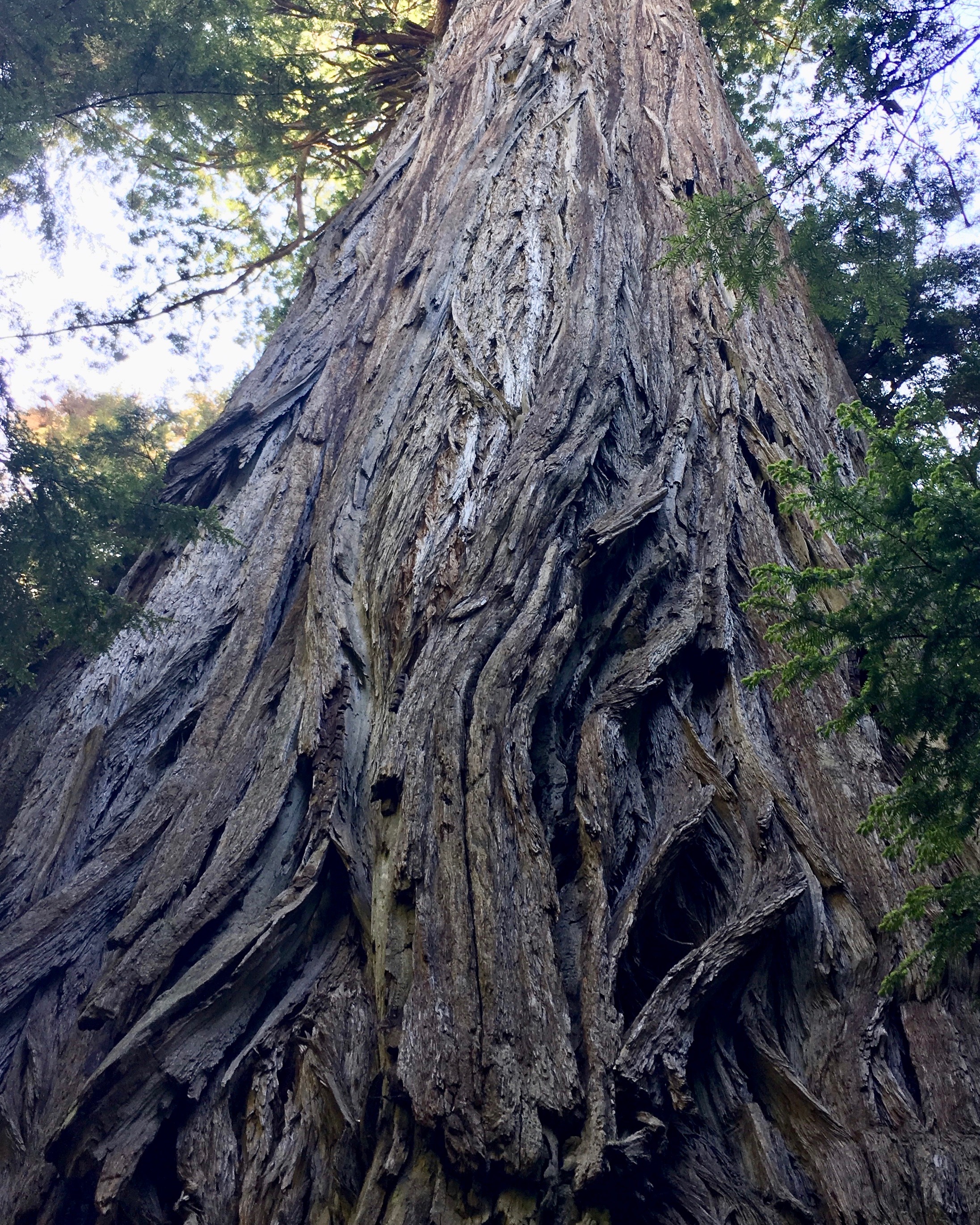 redwoodbark.jpeg