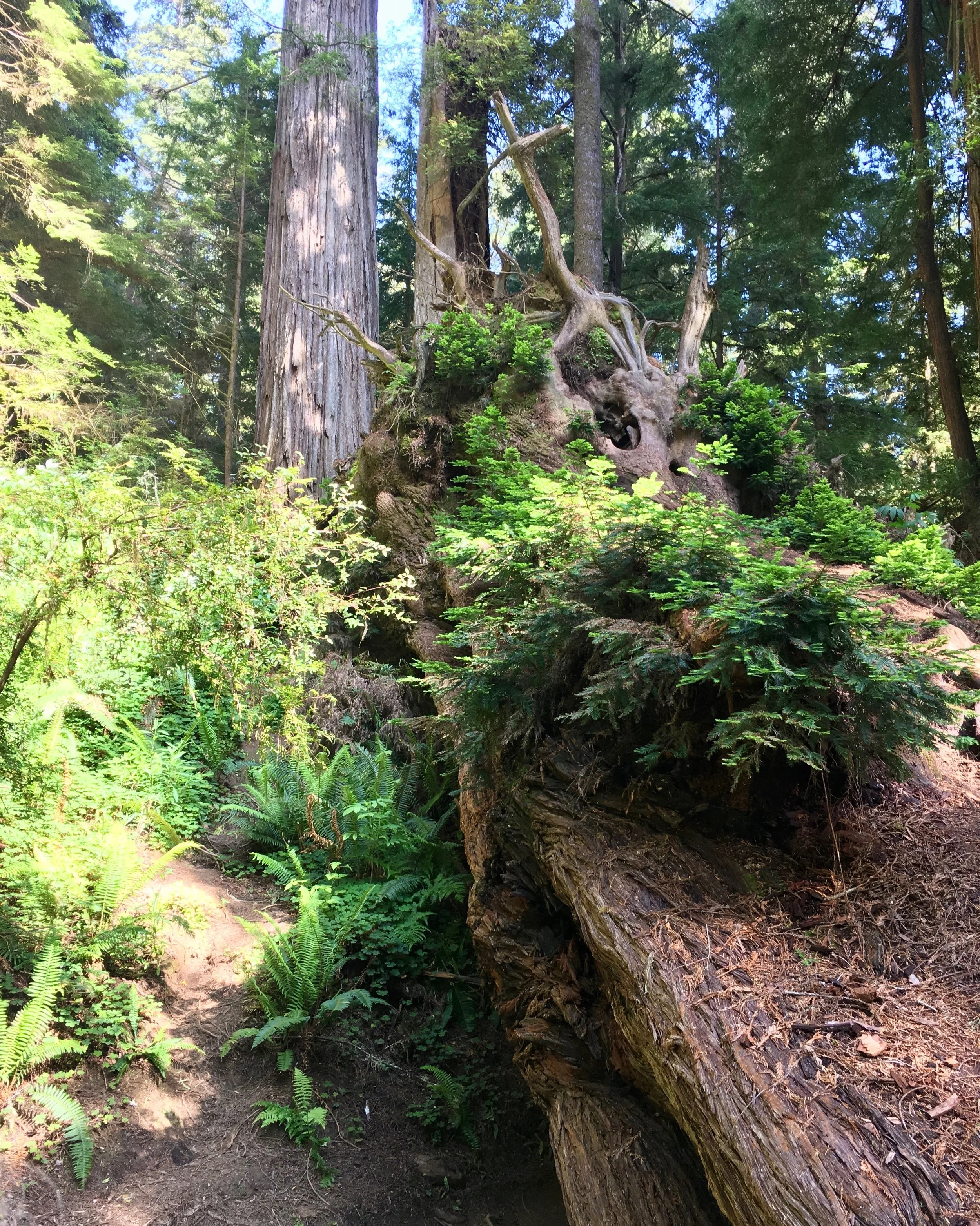 fallentree.jpeg