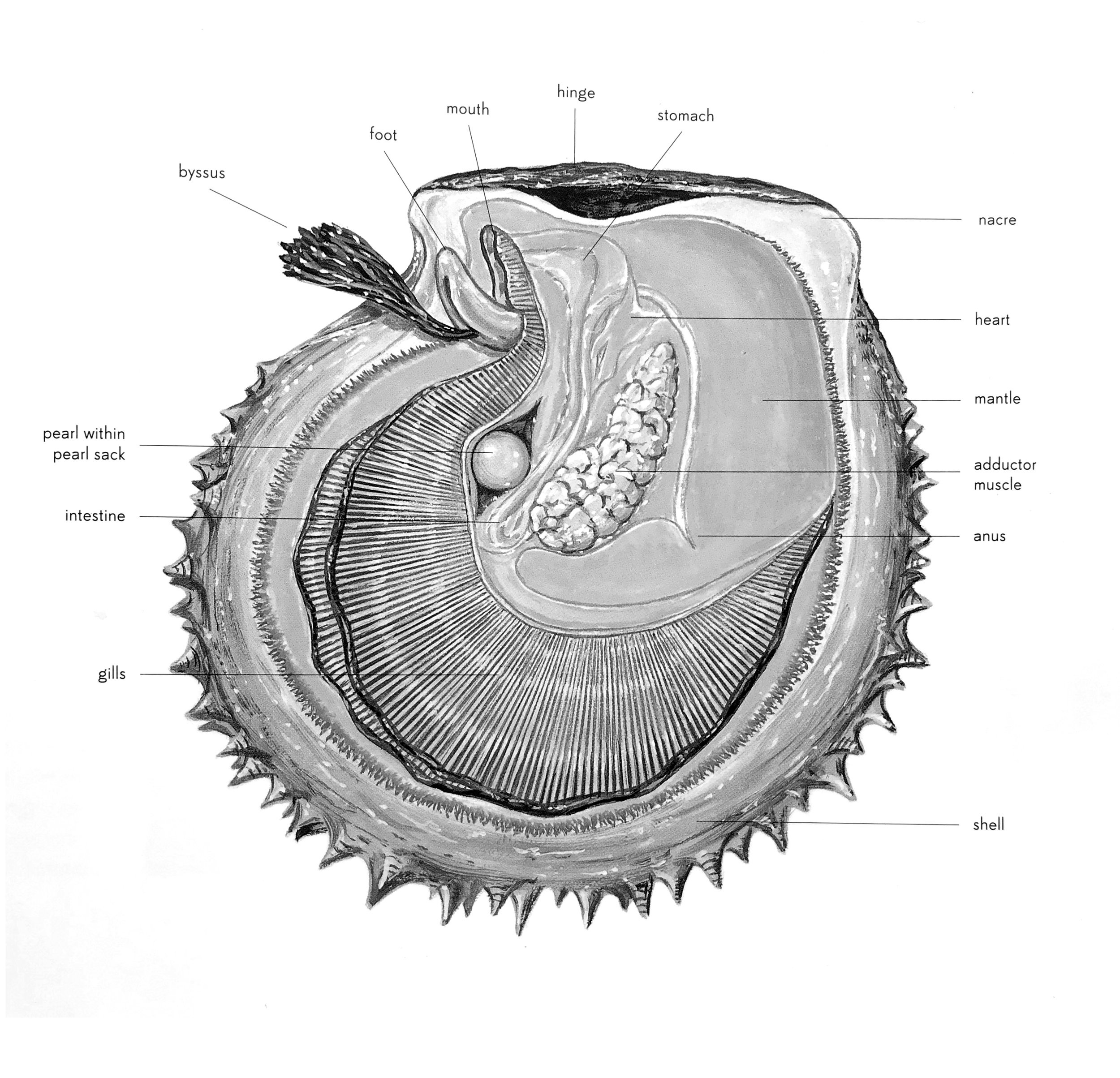 Oyster pearl of TAHITI: art object - Fineartsfrance