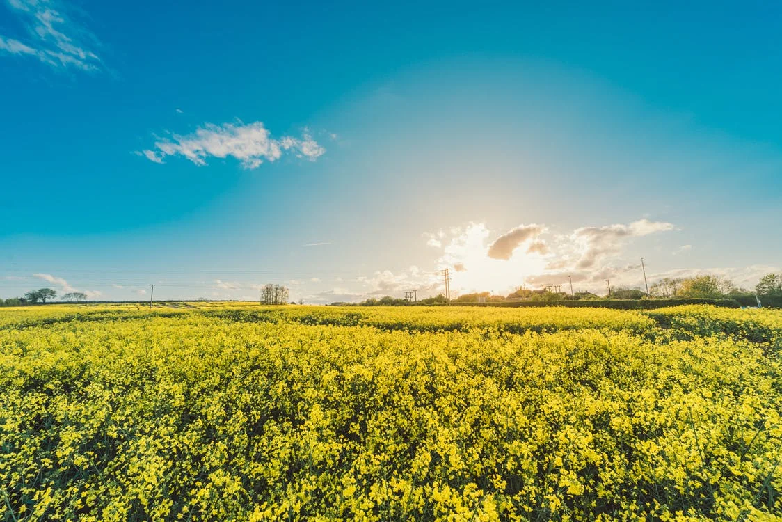 field-flowers-yellow-agriculture.jpg
