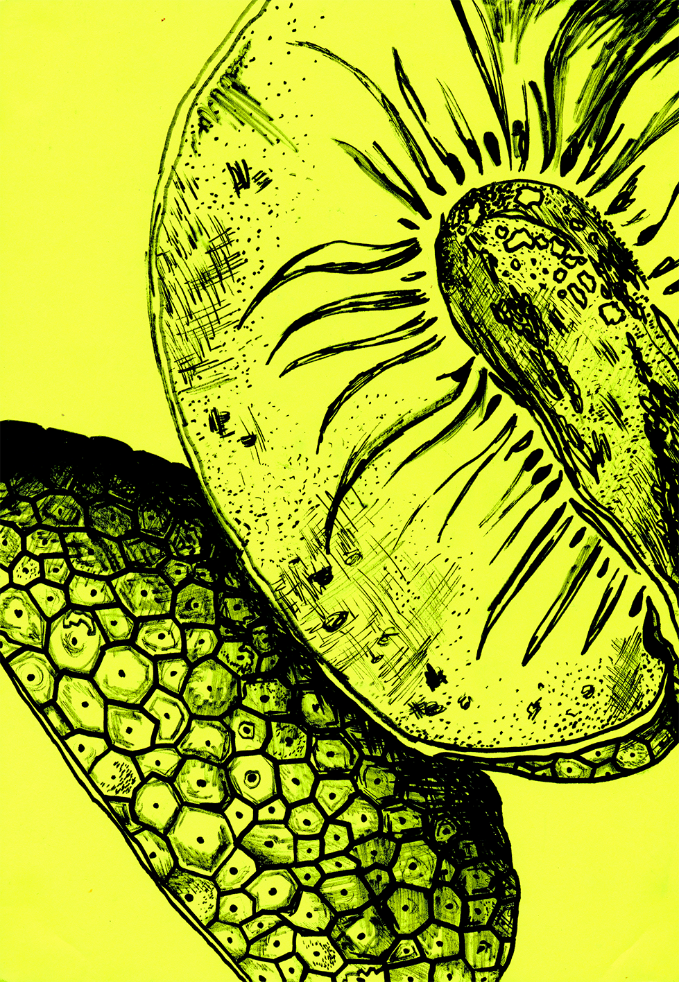 breadfruit_979.png
