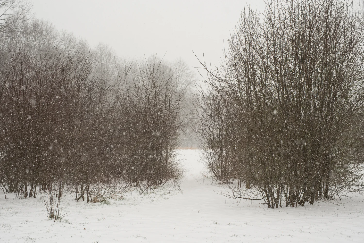 twb-winterpark-9338.jpg