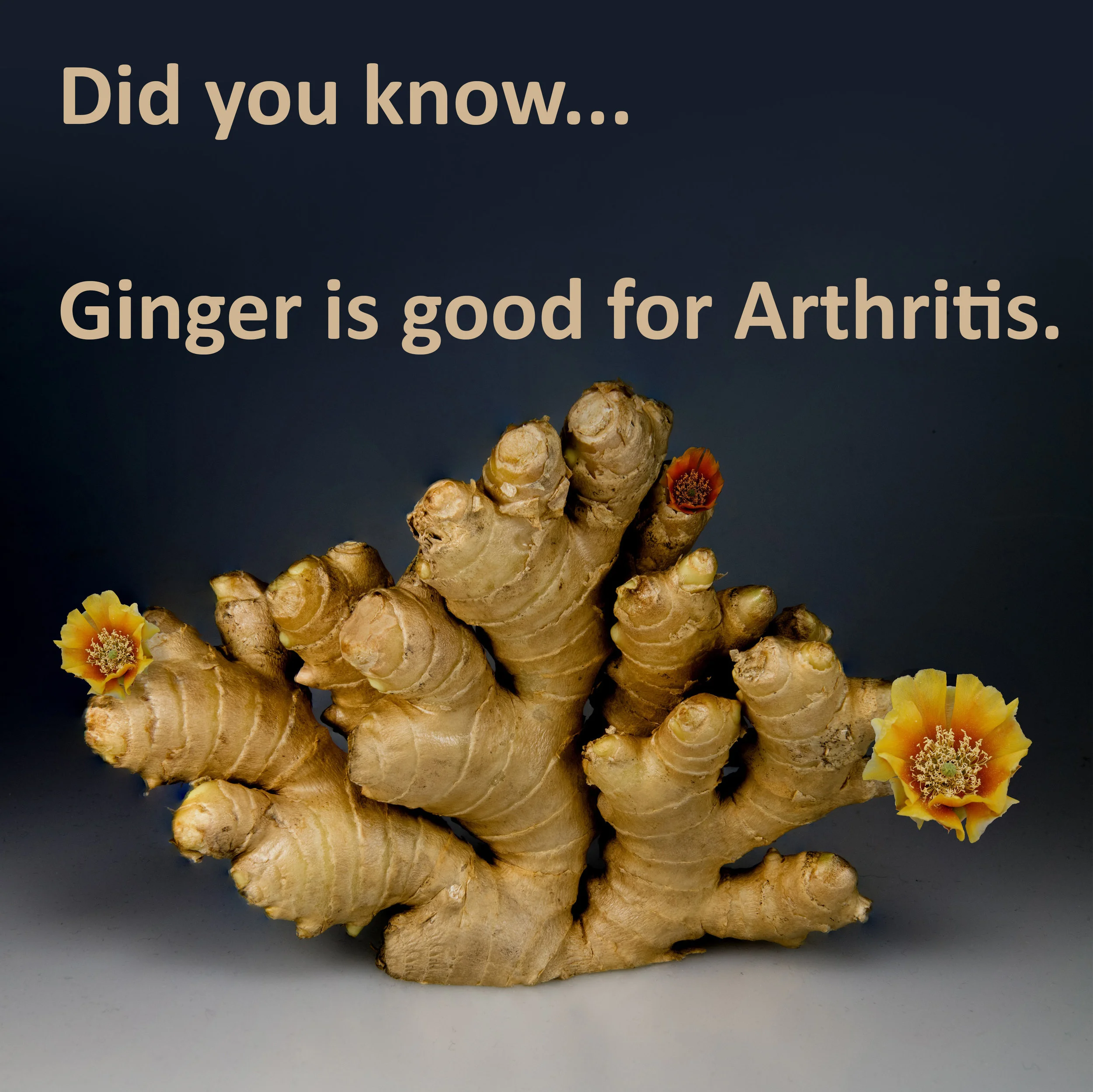 Ginger.jpg