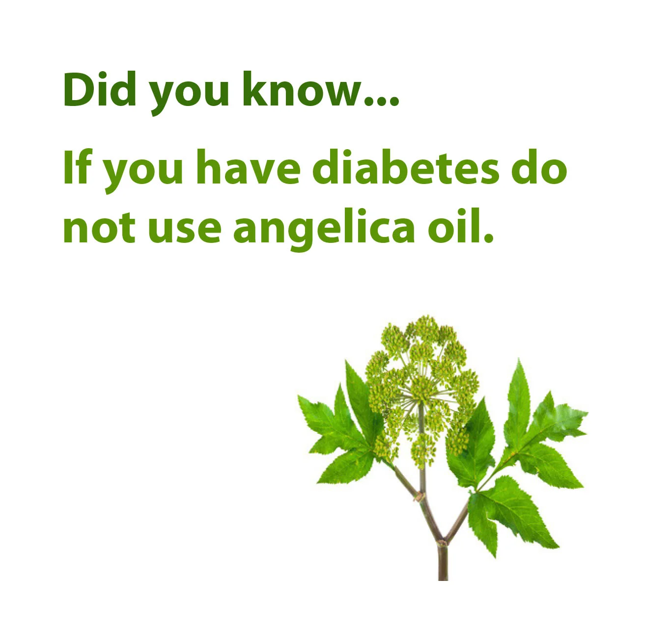 Angelica Root Essential Oil.jpg