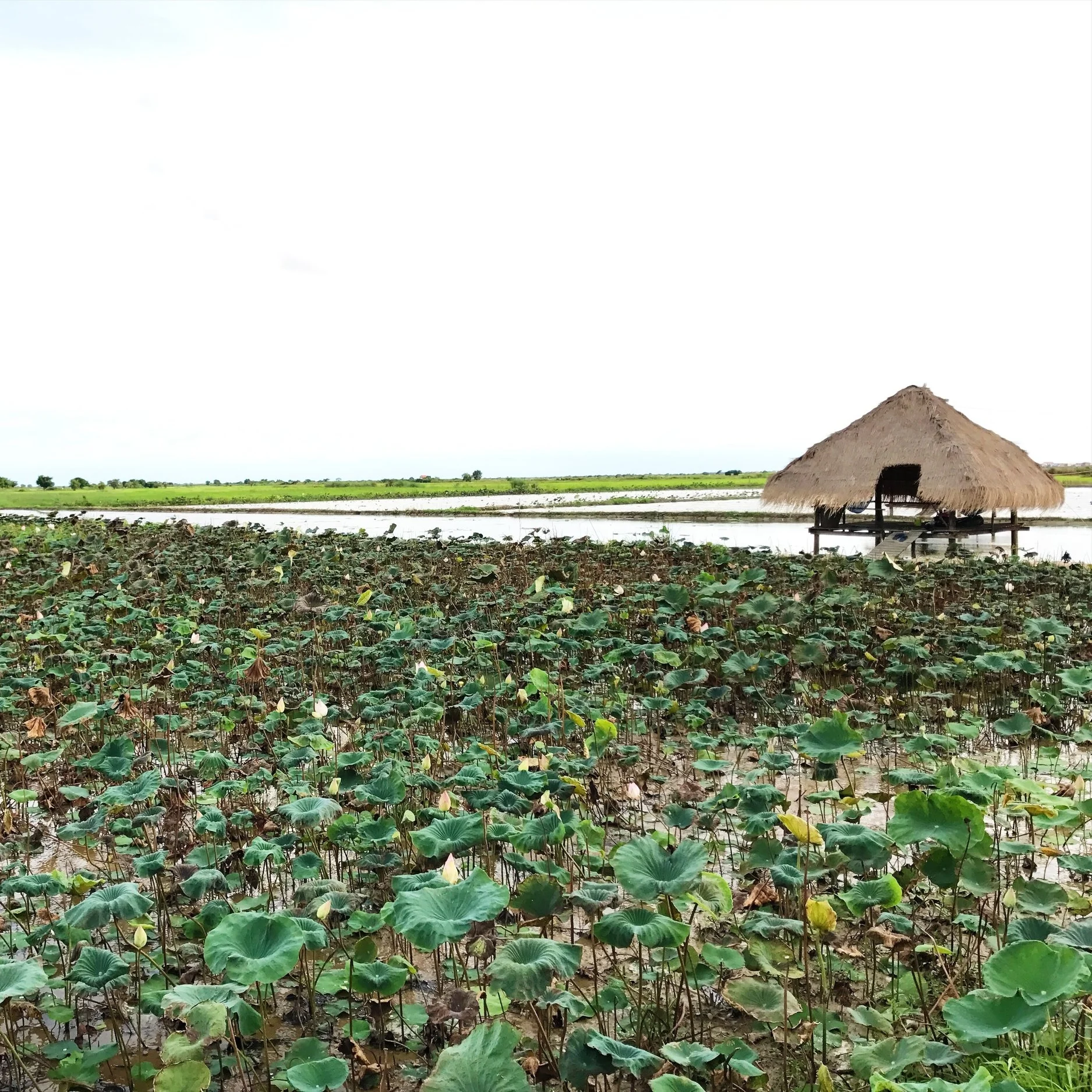 Caring for Cambodia.