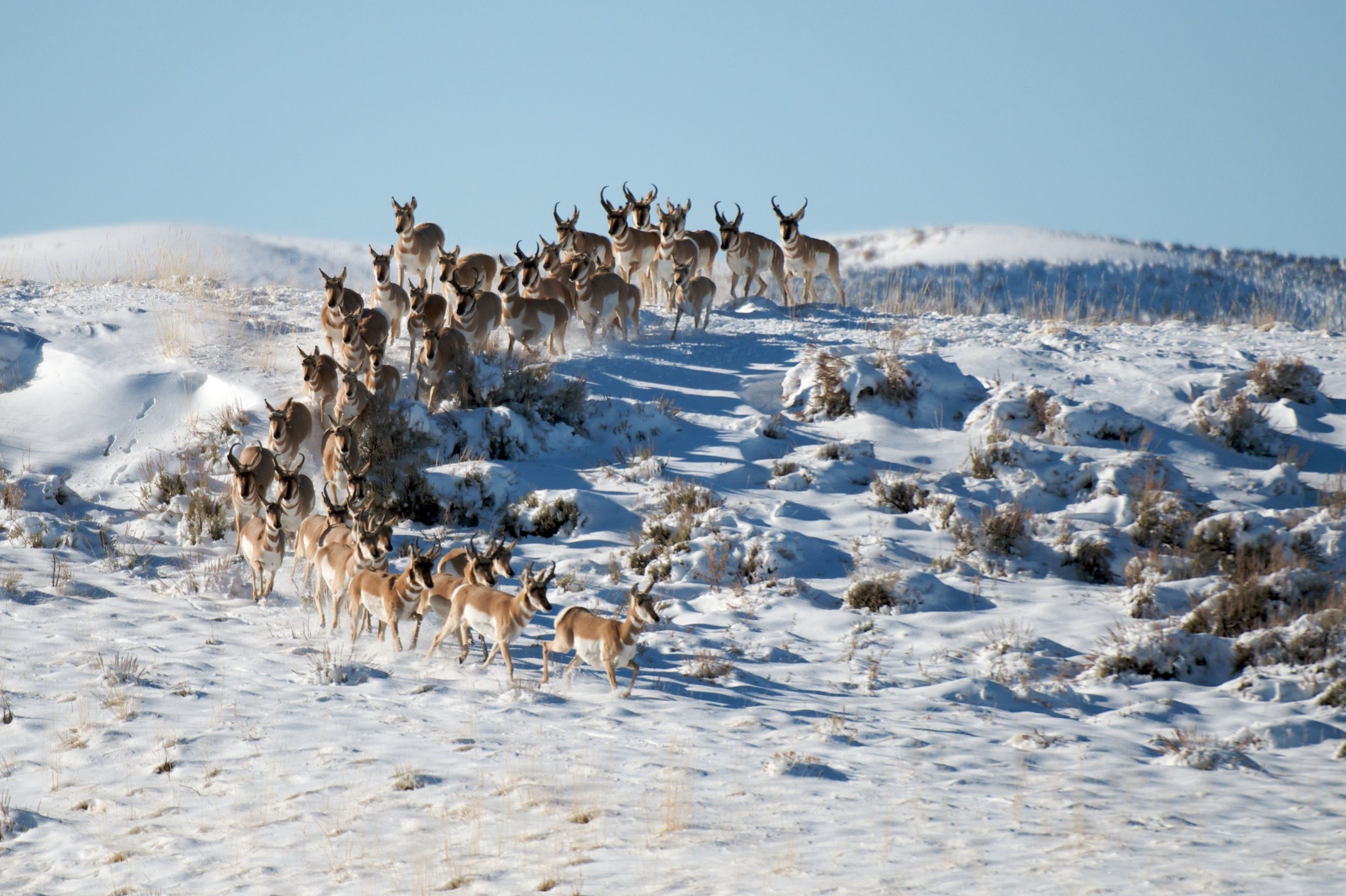 Reindeer.jpg