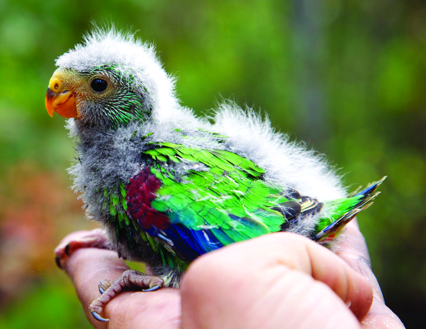 babey+swift+parrot.jpg