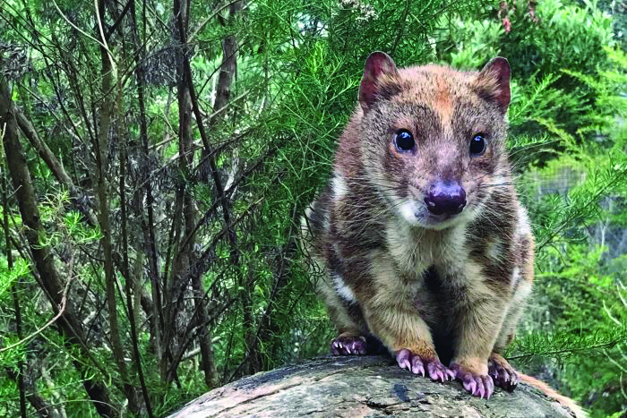 Spot-Tailed+Quoll.jpg