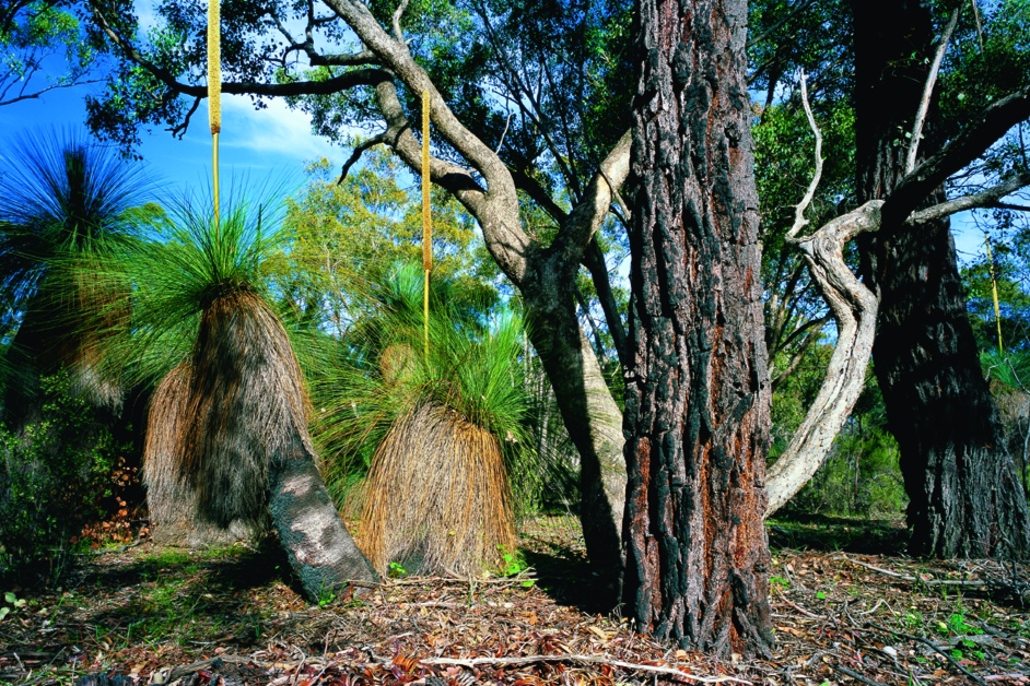 9d_BoxIronbark_D+Neilson.jpg
