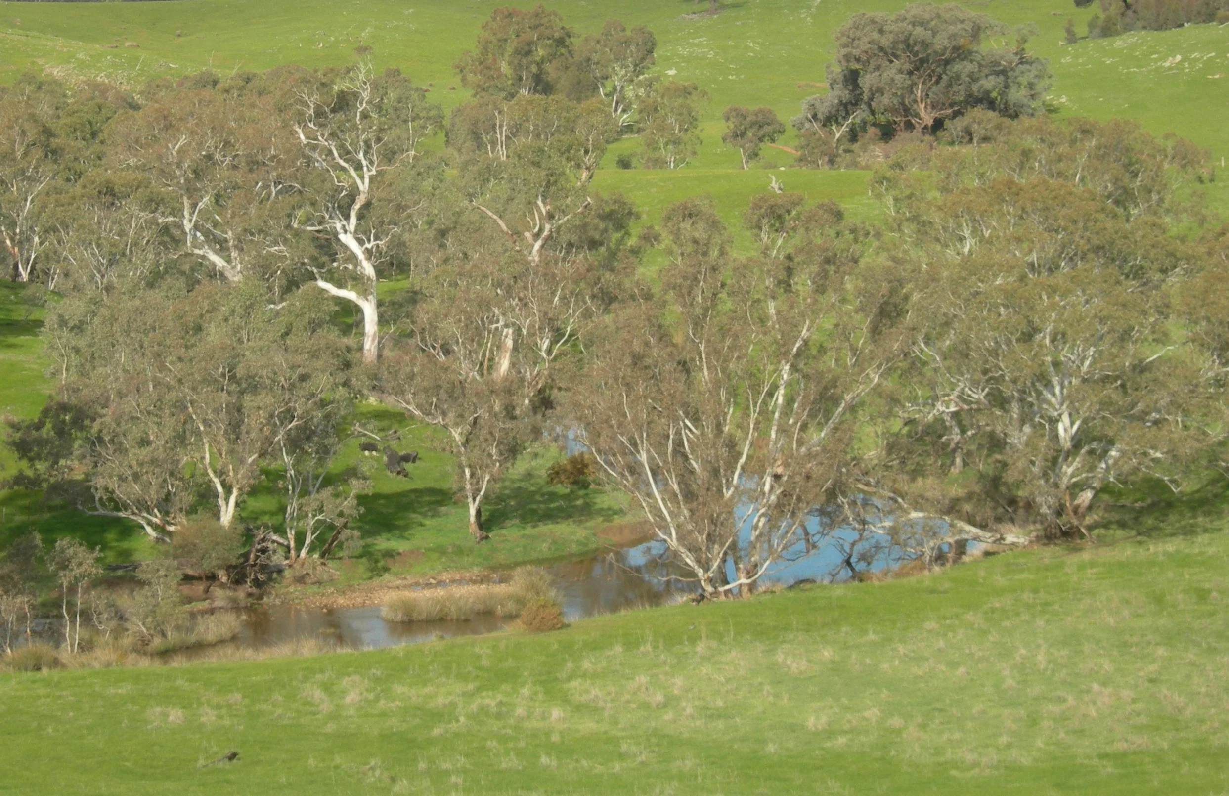 Wild Duck Creek - Photo Sara Grayson
