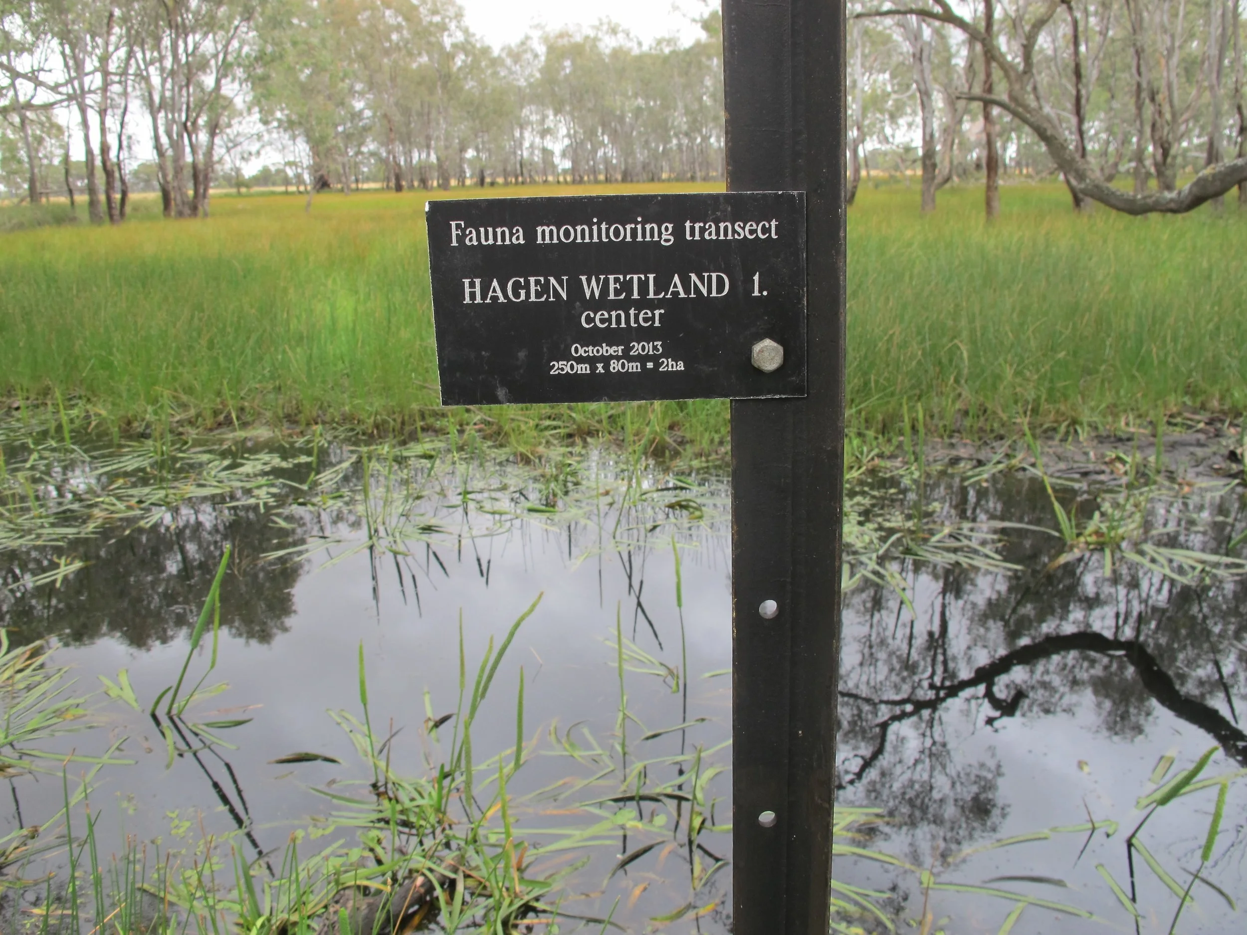 Red Gum Swamp, Seasonal Herbaceous Wetland and Box Gum Grassy Woodland restoration will all be featured at a former grazing and cropping property in Miepoll