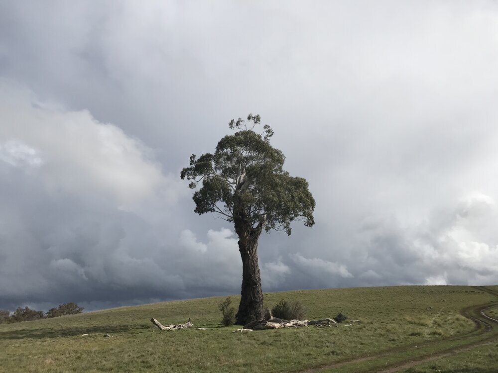  Manna Gum exposed to the elements 