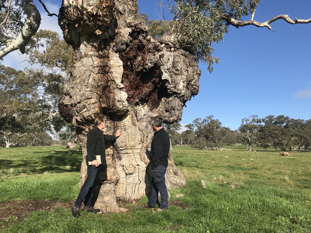  Assessing a Red Gum’s health 