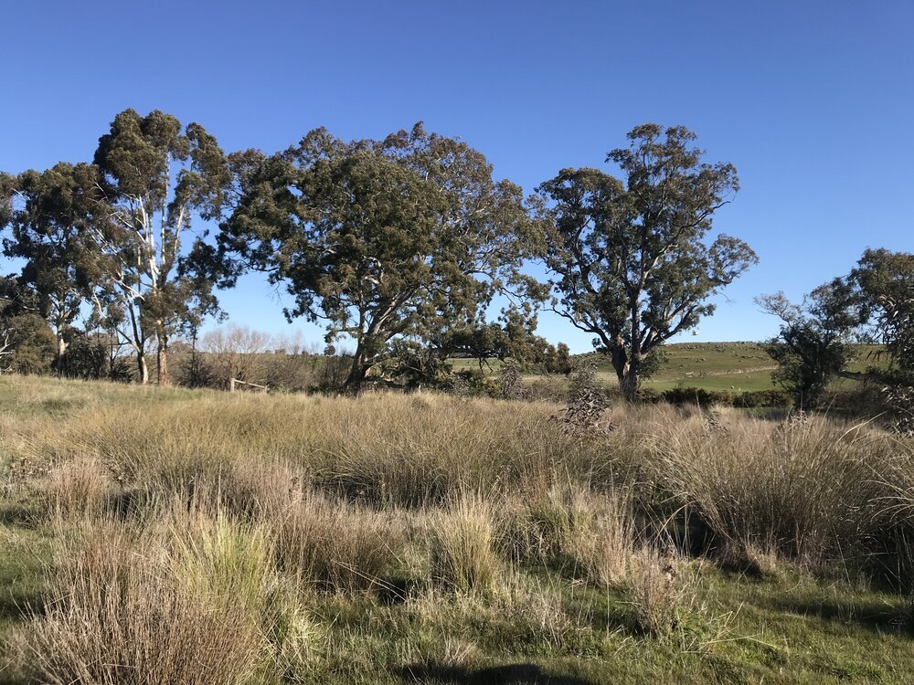 Soak site with native grasses 