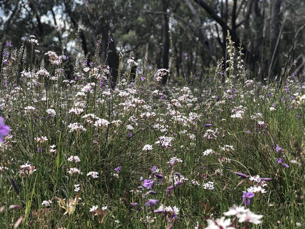  Stunning example of wildflowers within the area 