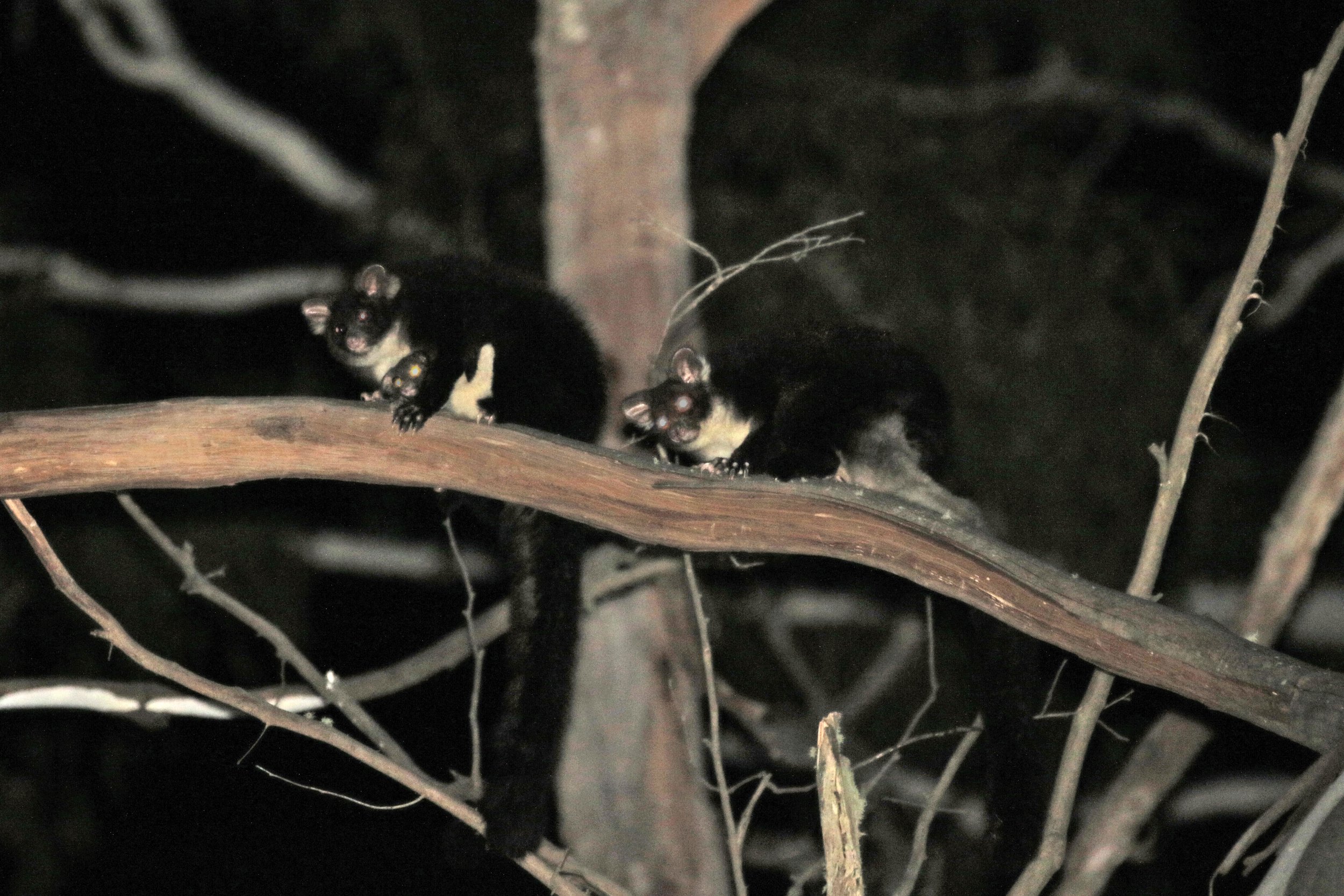  Greater Gliders in the Wombat taken by one our local hero’s  