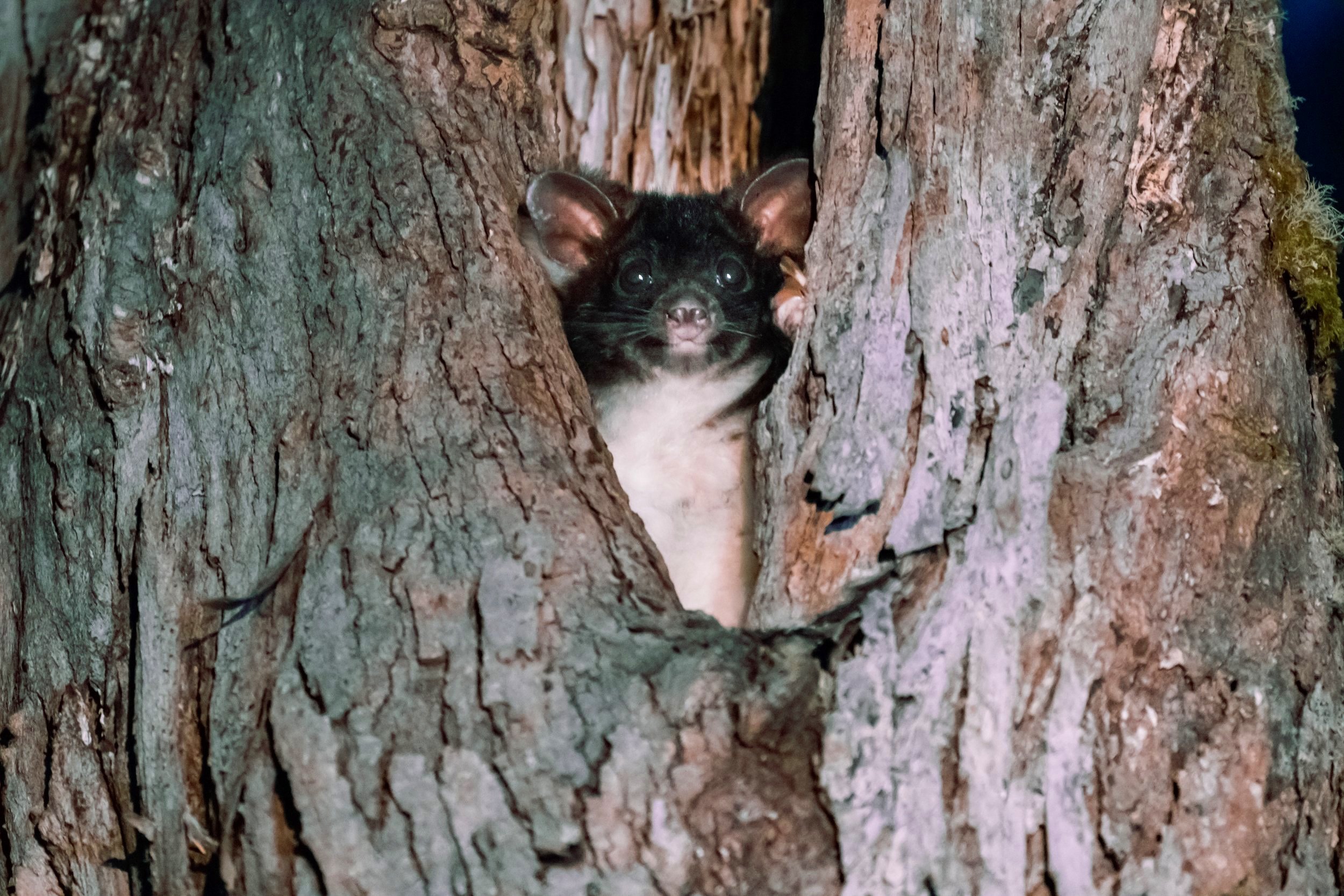  Juvenile Greater Glider peeking out from hollow - located in the Kangaroo Creek headwaters 