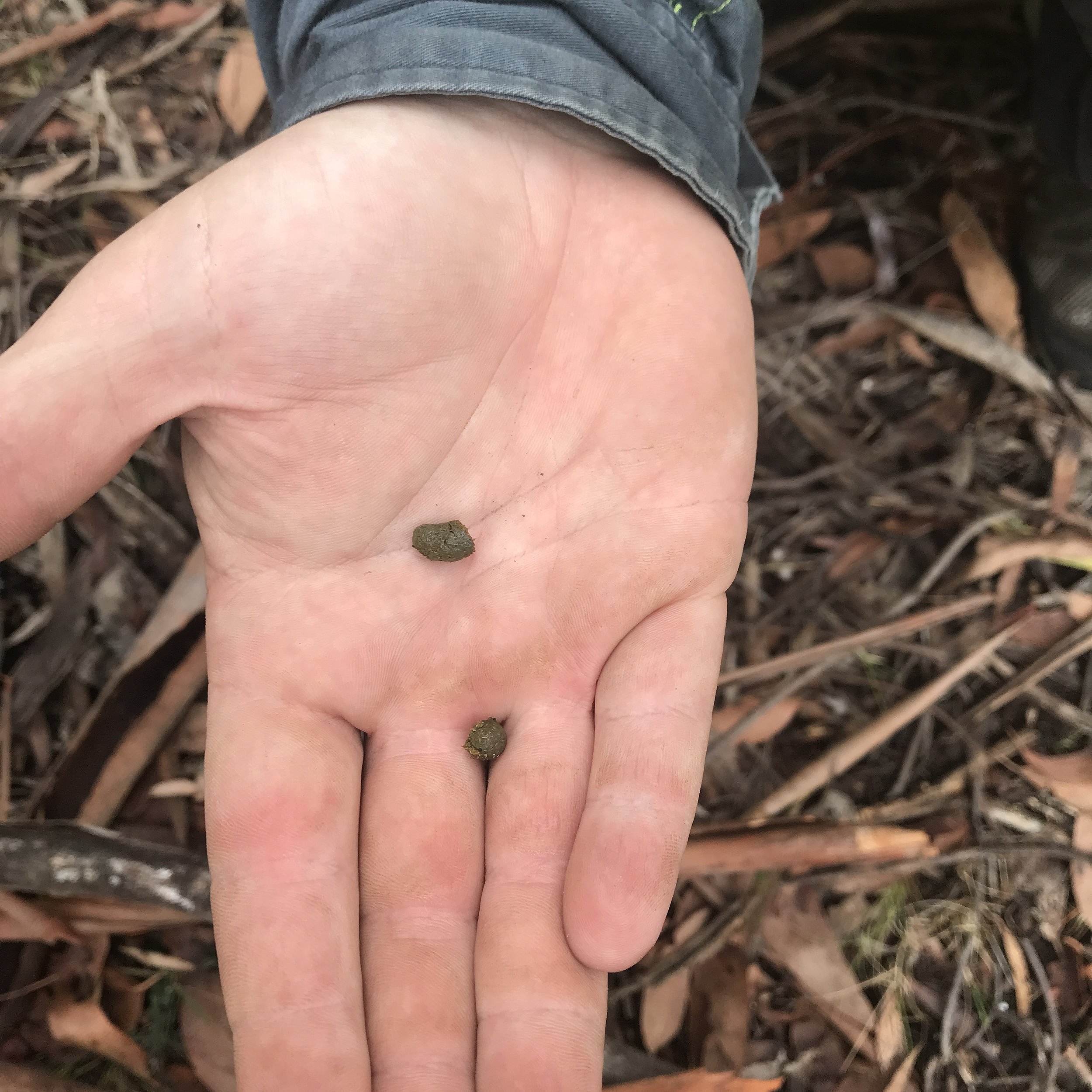  Evidence of Greater Glider recent activity - fresh  scat  