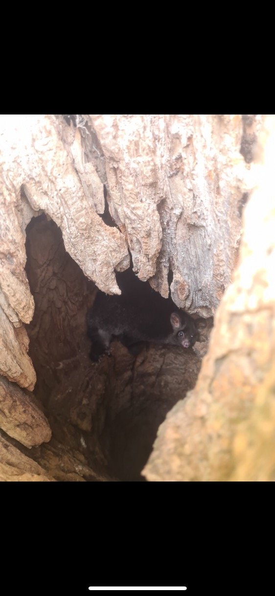  This GG was spotted in a hollow during the install by climber, Jason.  