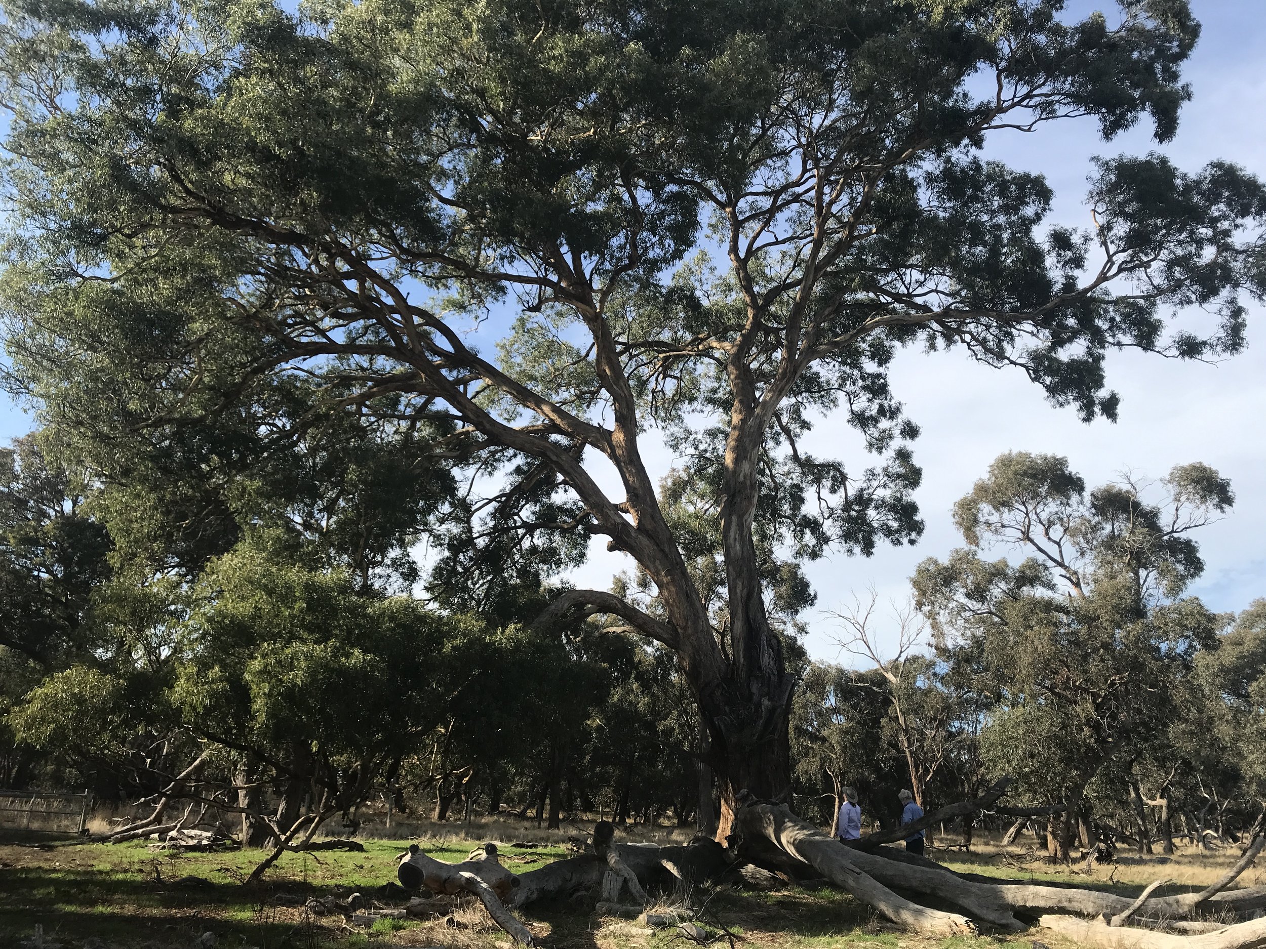  Stunner - irreplaceable Large Old Tree  