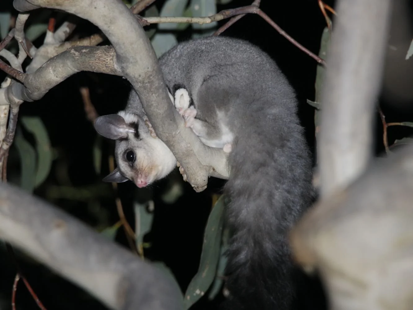 Restoring and reconnecting glider habitat 
