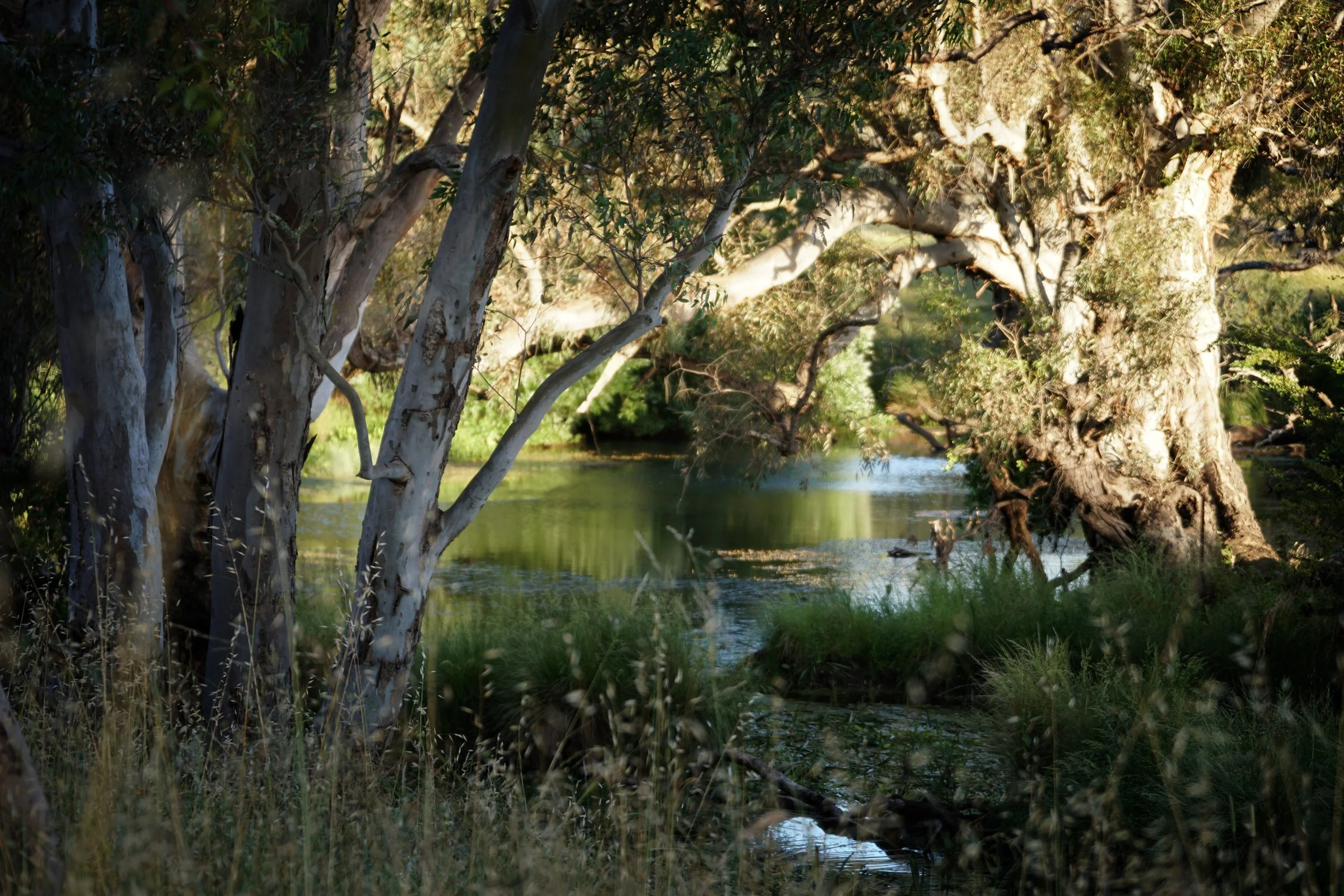 Give a gift for nature this Christmas - Central Victoria’s wildlife urgently needs you