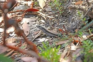 A Network Member Update - Wombat Forestcare