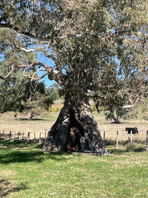 Greenhill&nbsp;To Black Hill Biolink down the track