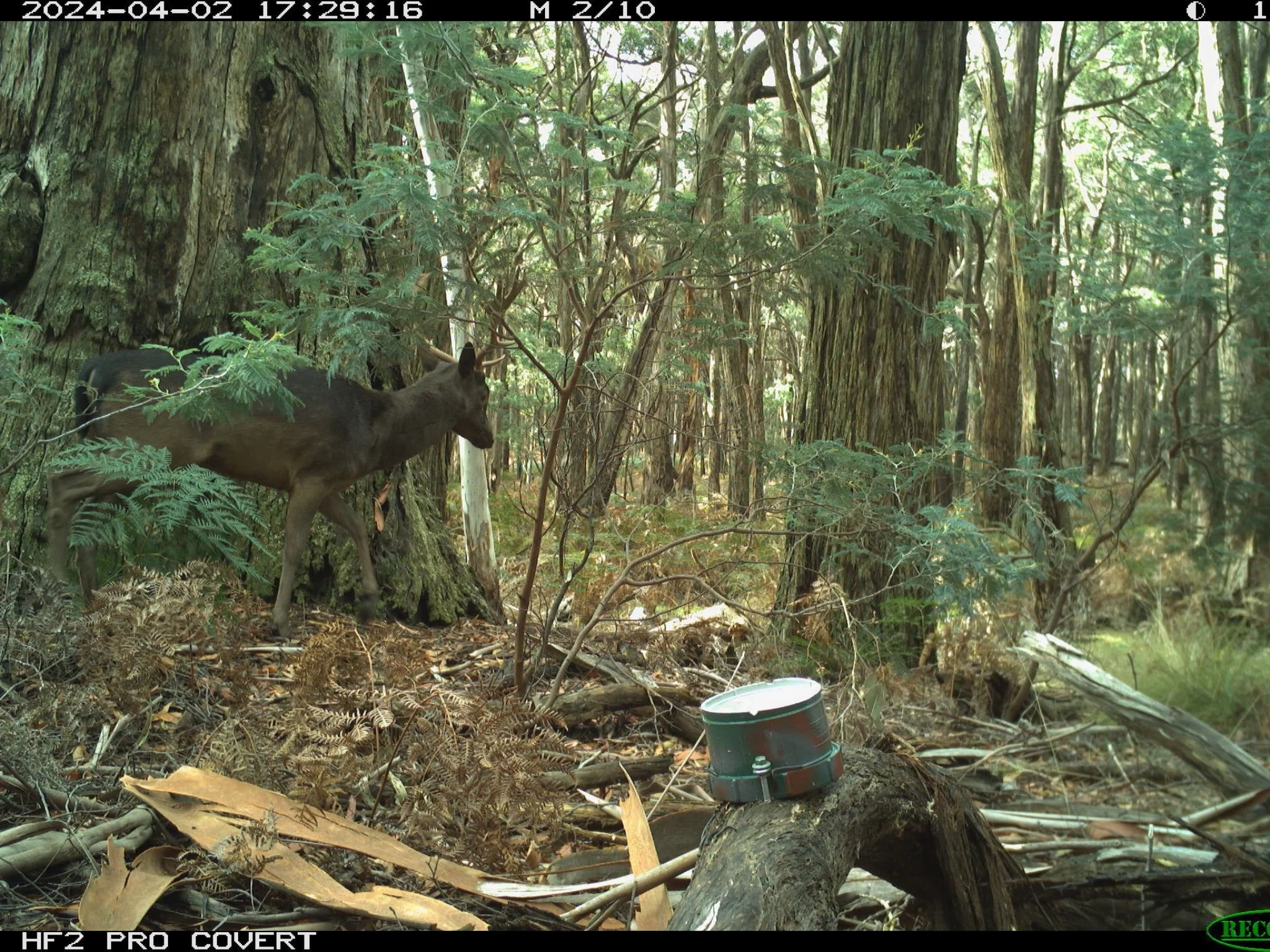 Central Victorian Community Deer Forum&nbsp;