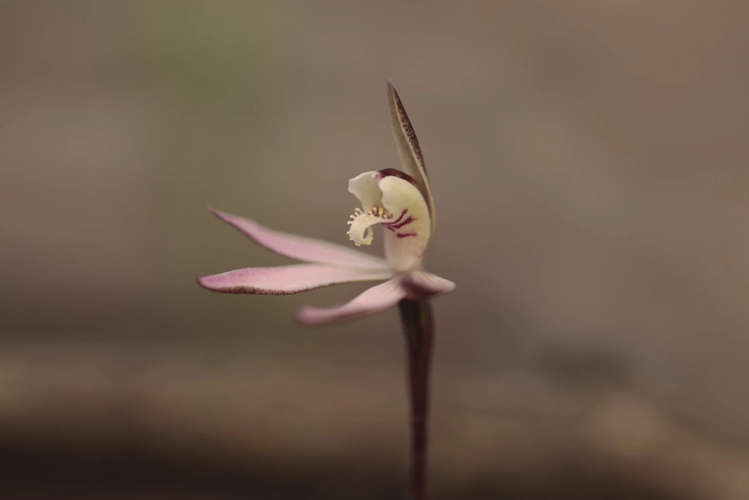 Rewilding Central Victoria Webinar (Part 2)