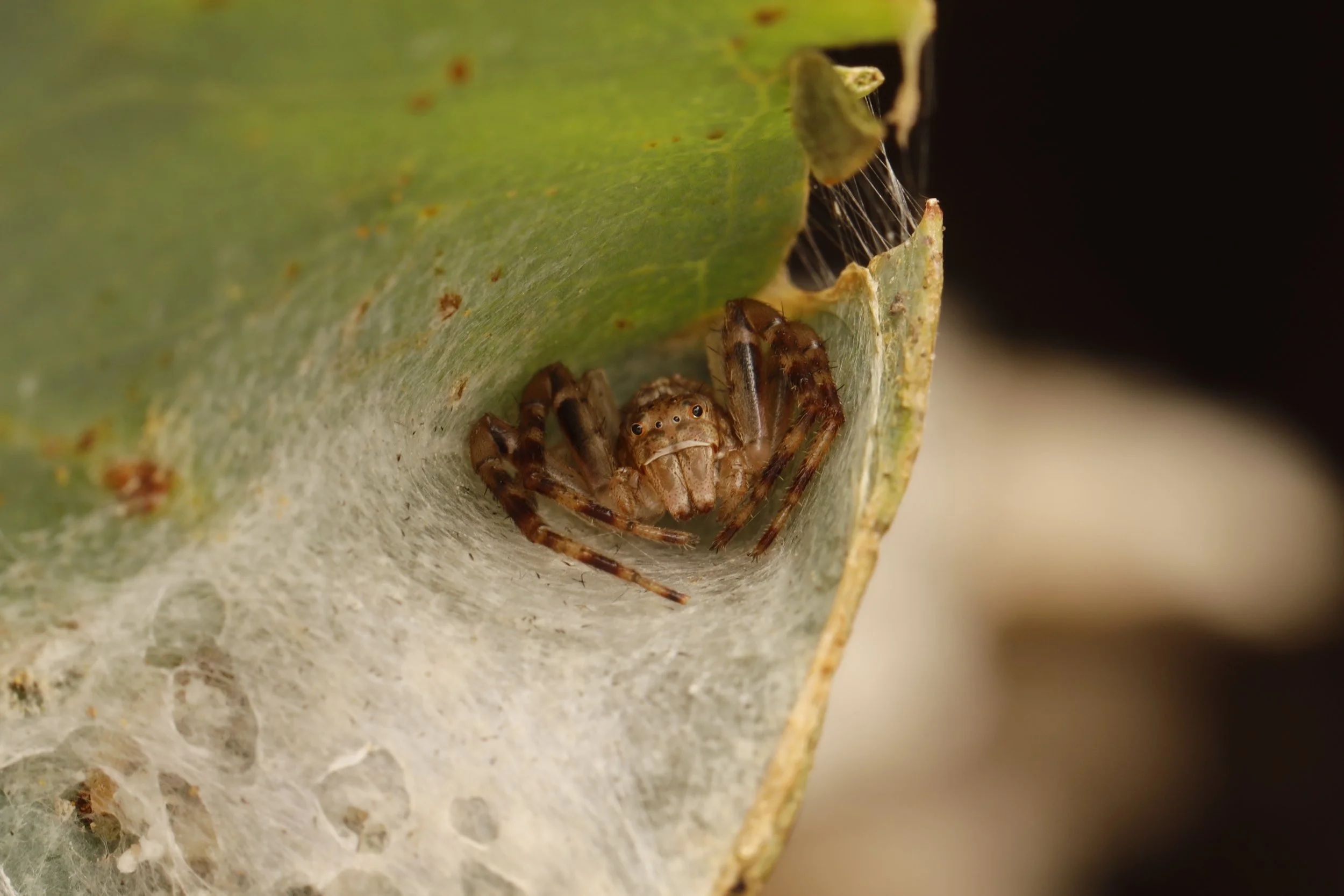 Rewilding invertebrates and microbes for improved biodiversity and ecosystem function