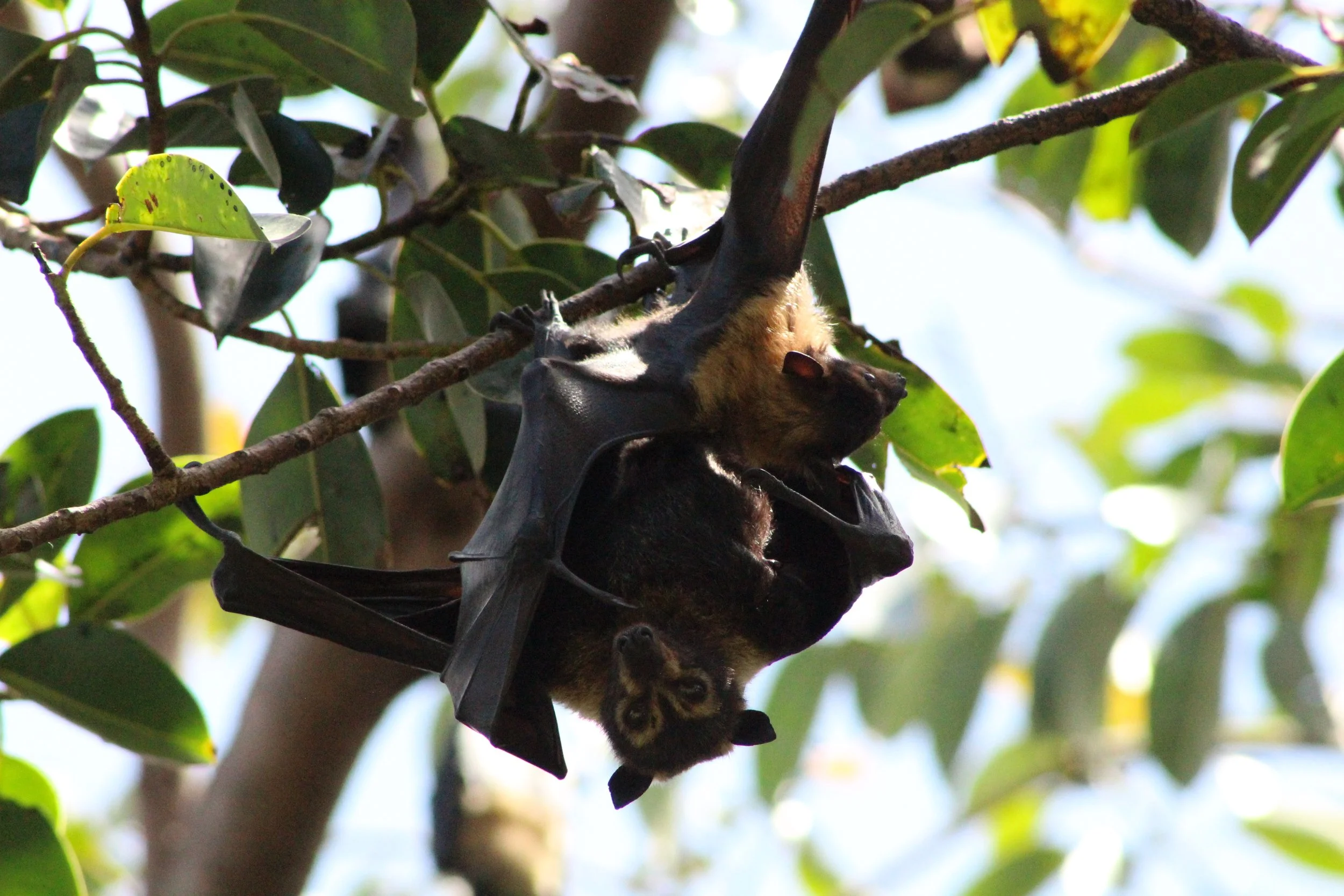 Bats: Flying Mammals of the Night Webinar BOOKED OUT