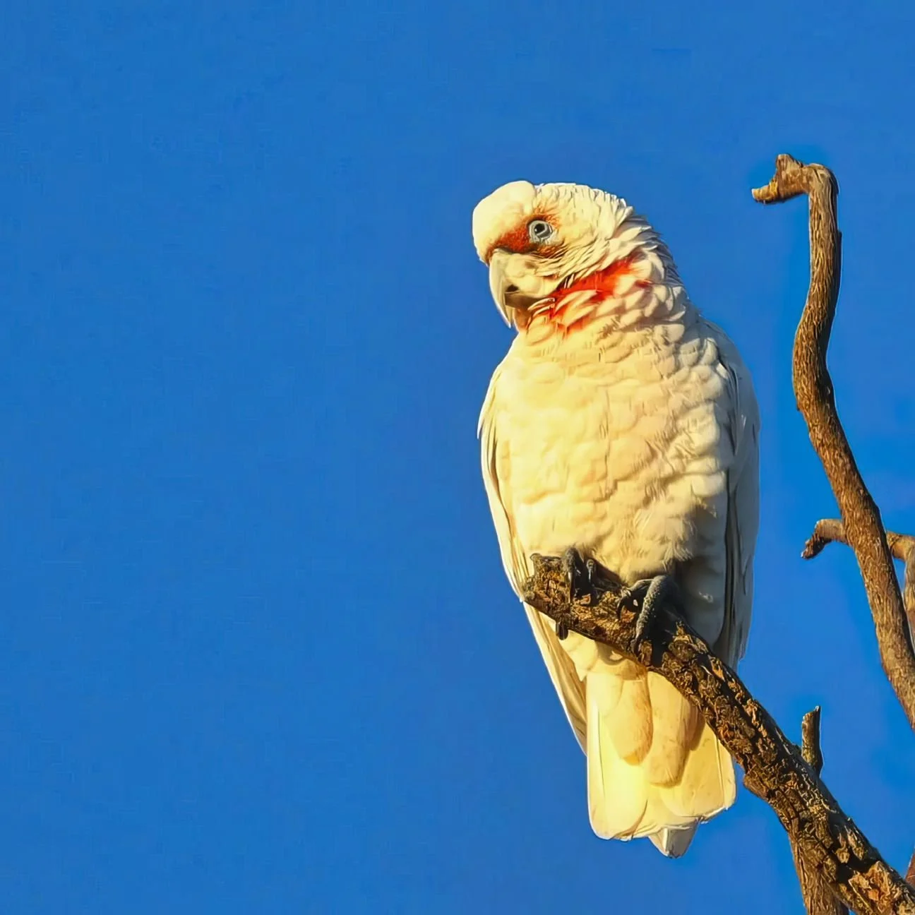 Living With Wildlife Webinar