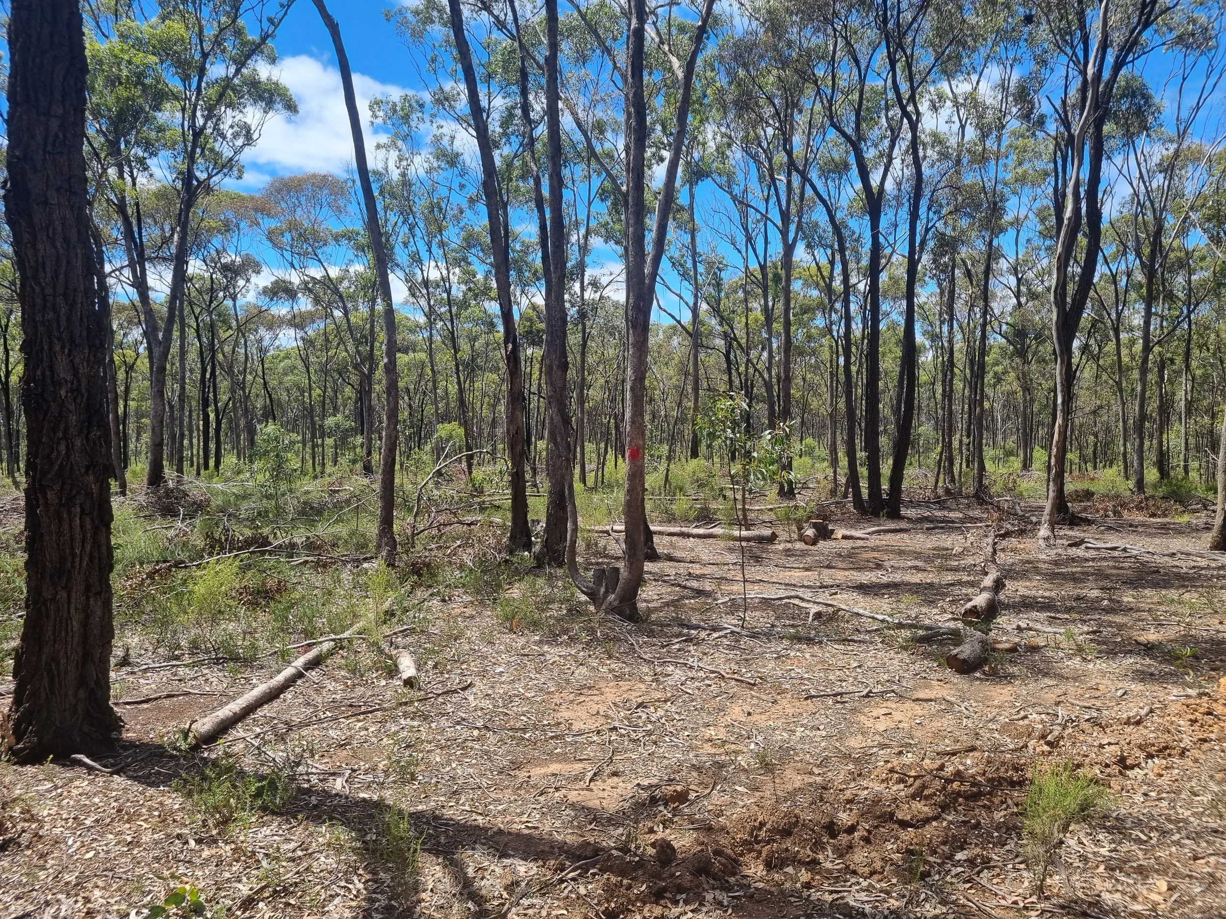 Workshop Webinar - Ecological Thinning