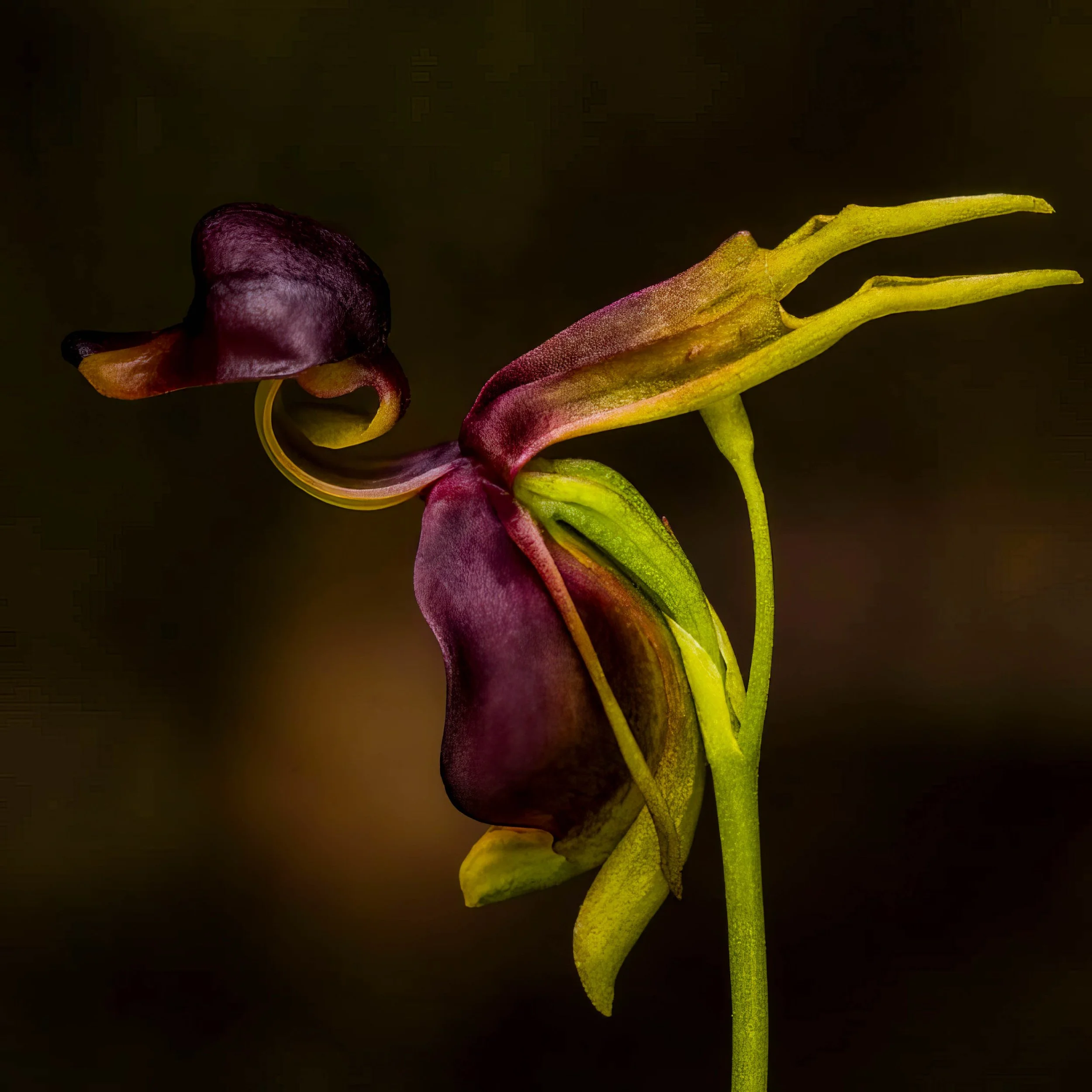 flying duck orchid 3.jpg