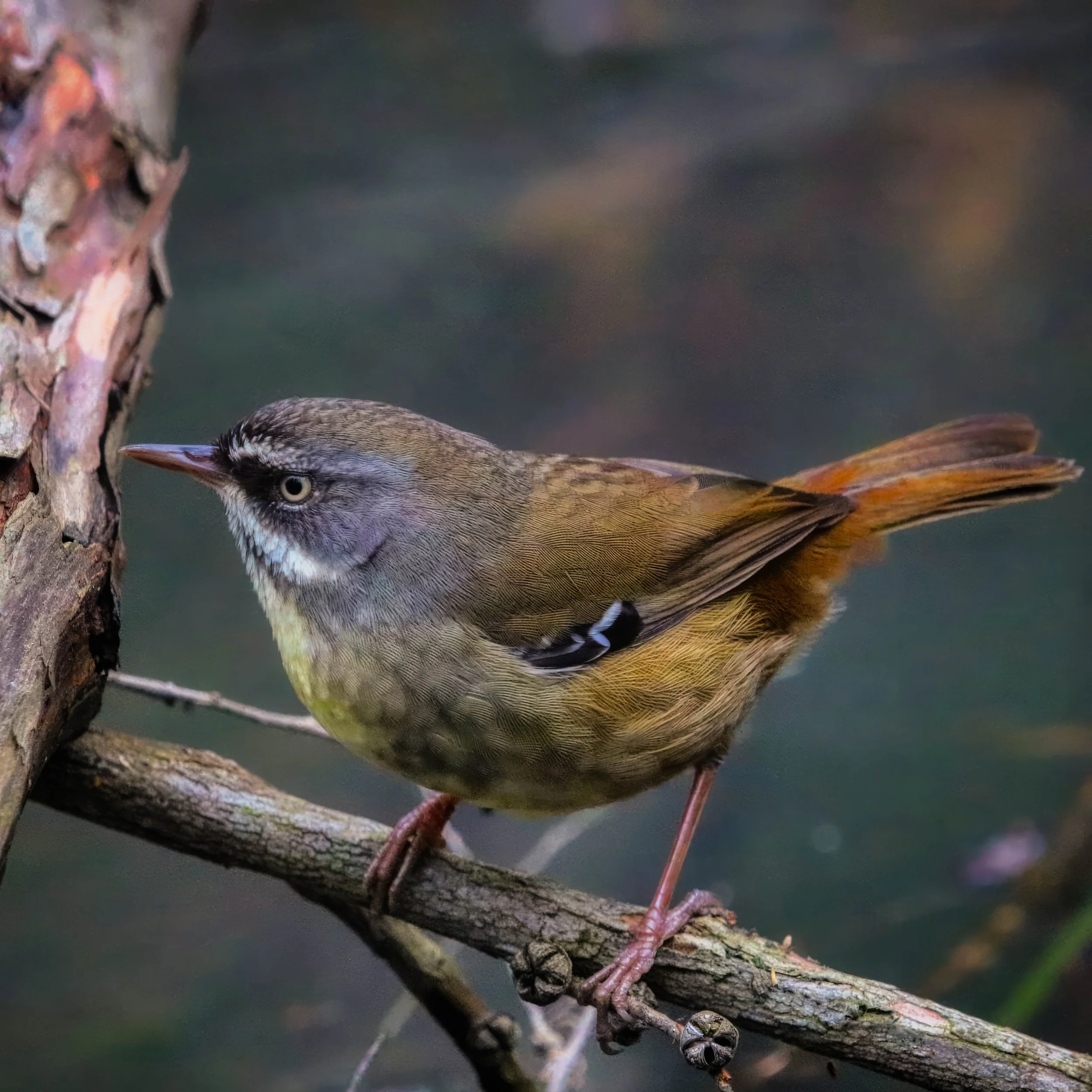 Thornbill.jpg