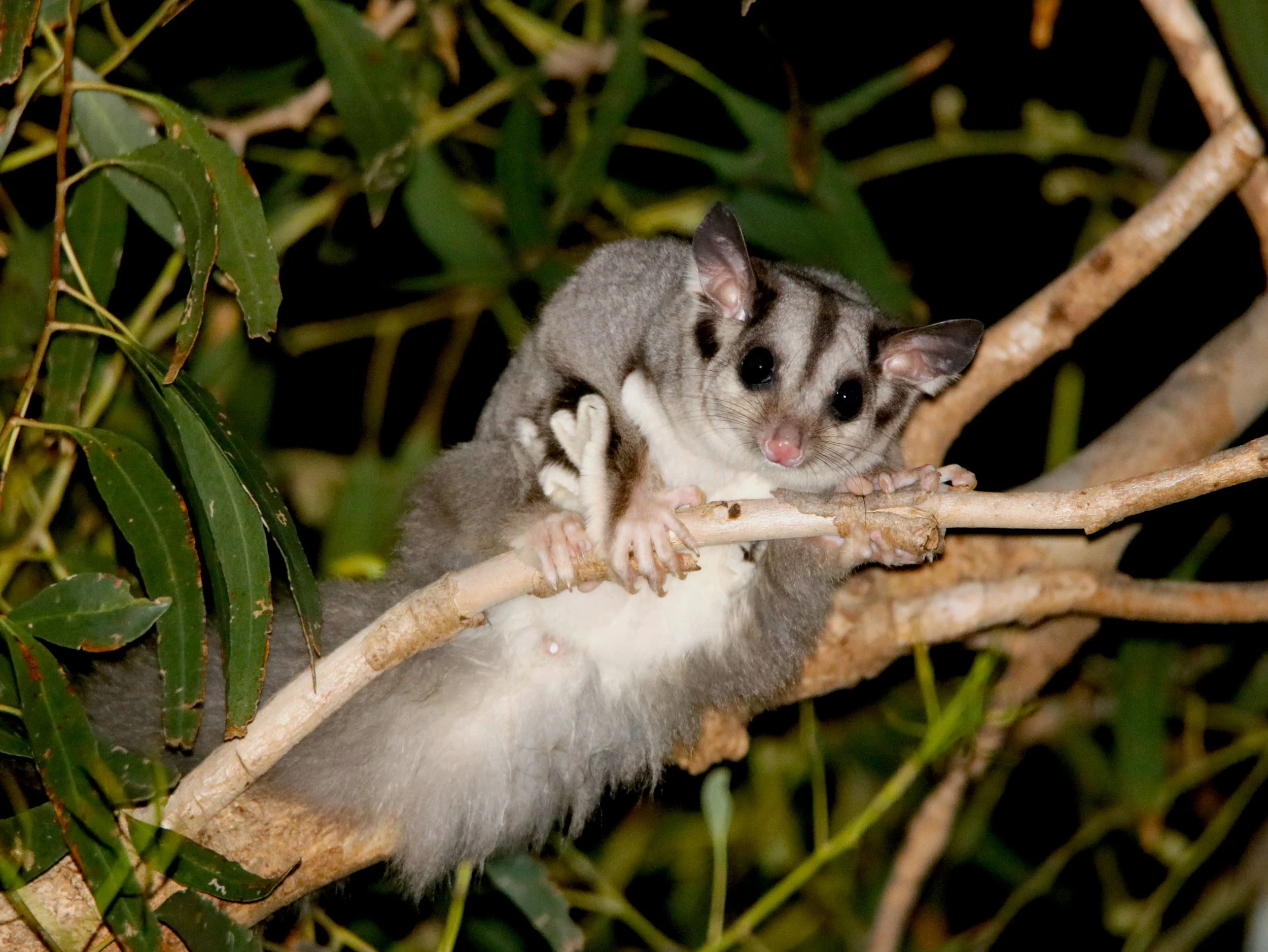 Squirrel glider (1).JPG